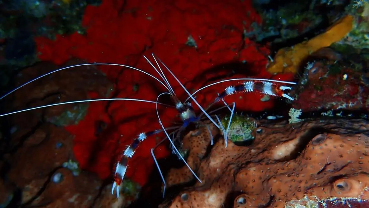 Wakatobi Patuno Diving and Beach Resort by SAHID