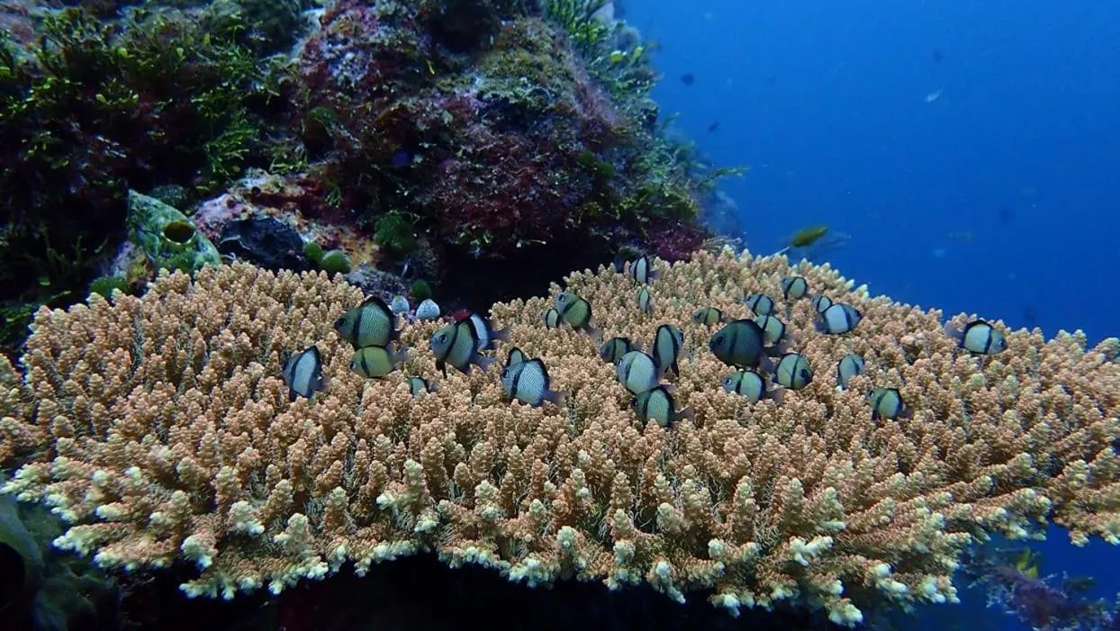 Wakatobi Patuno Diving and Beach Resort by SAHID