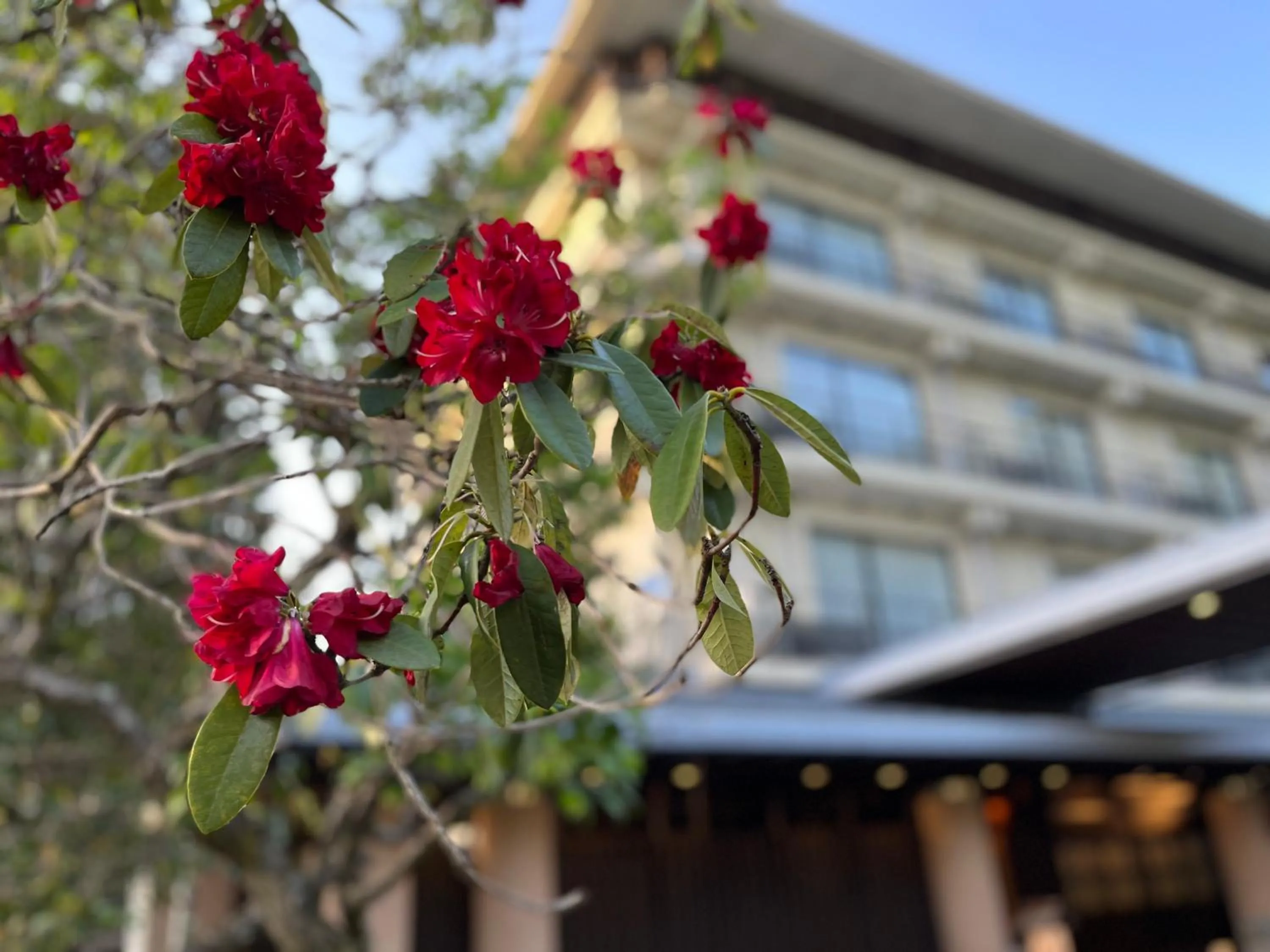 Shuzenji Onsen Katsuragawa