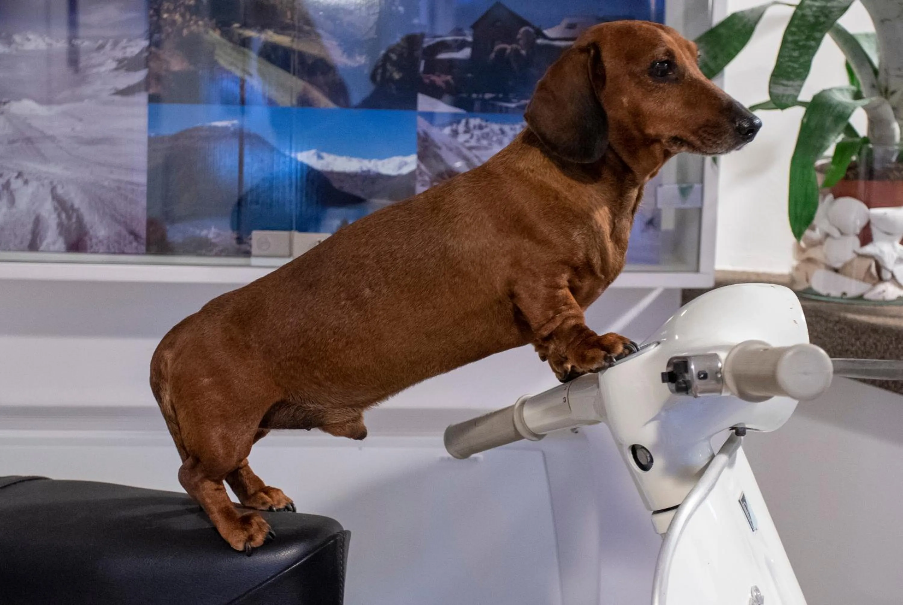 Pets in Hotel Tarabella