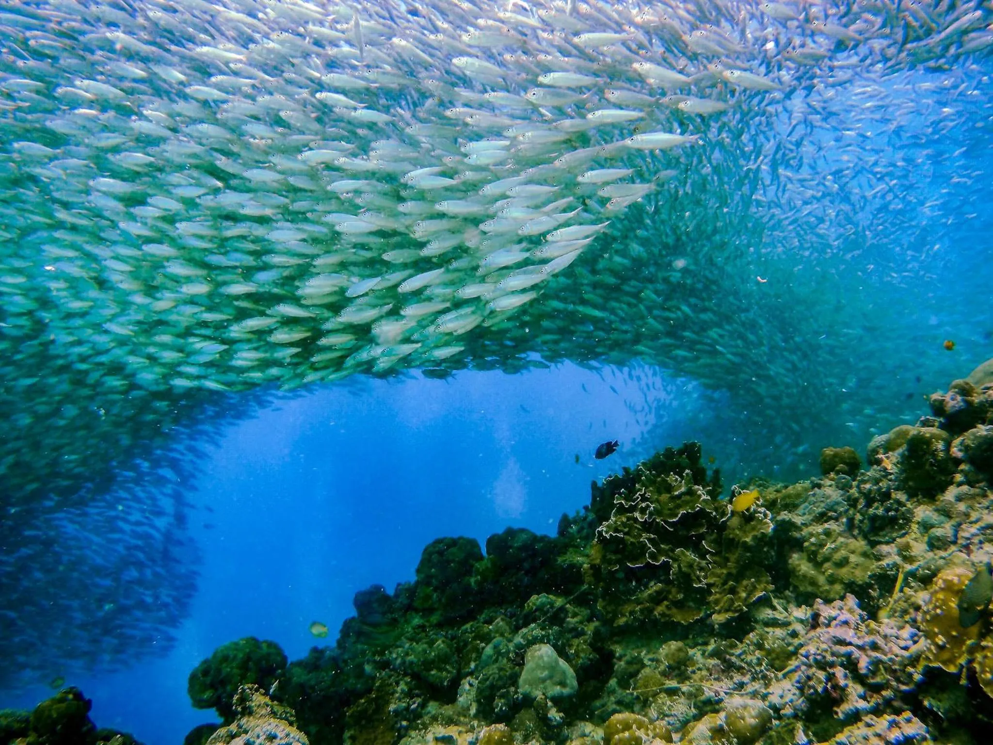 Fishing in Native House Resort powered by Cocotel