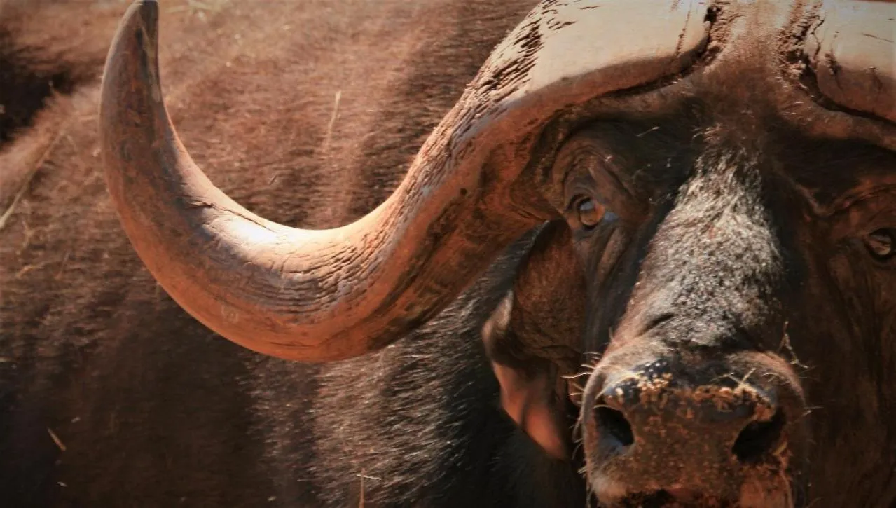 Animals in Kilima Private Game Reserve & Spa