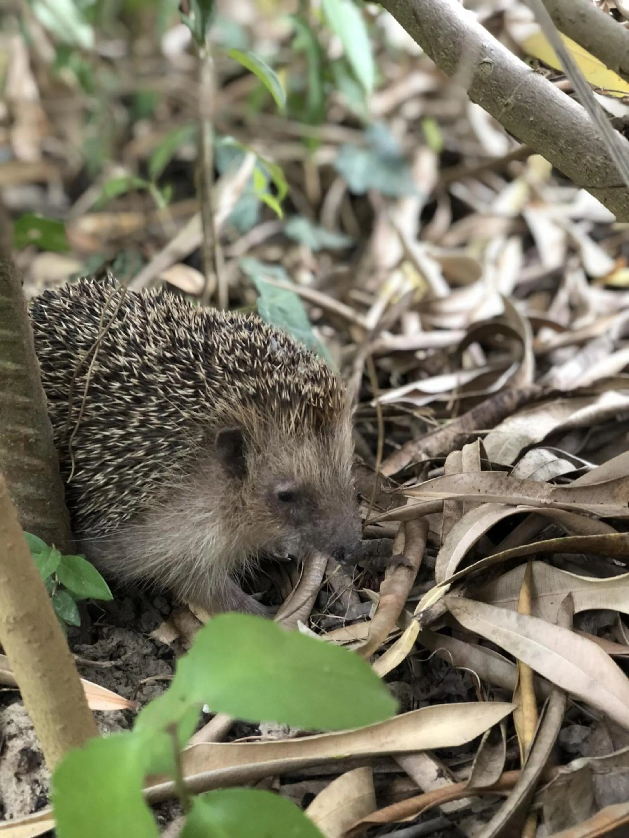 Garden in Villa Berghella