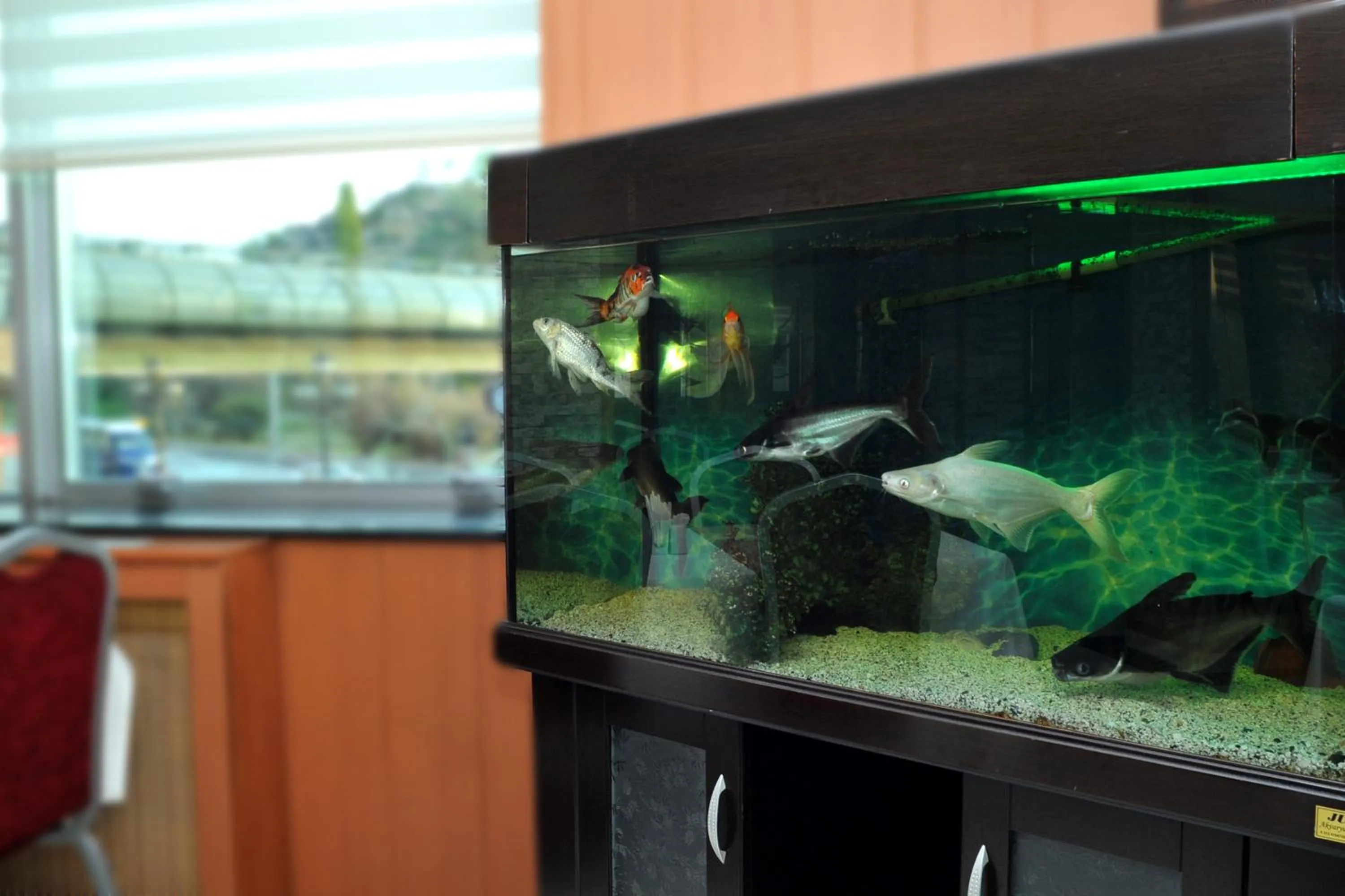 Food in Lion City Hotel Ankara