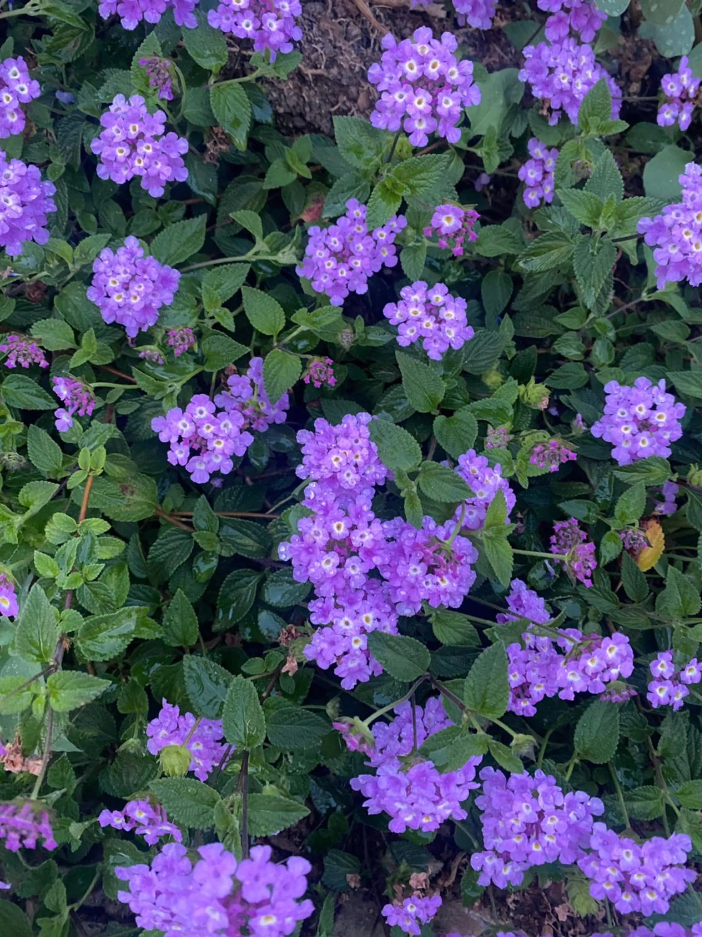 Spring in Resort Capo Bianco