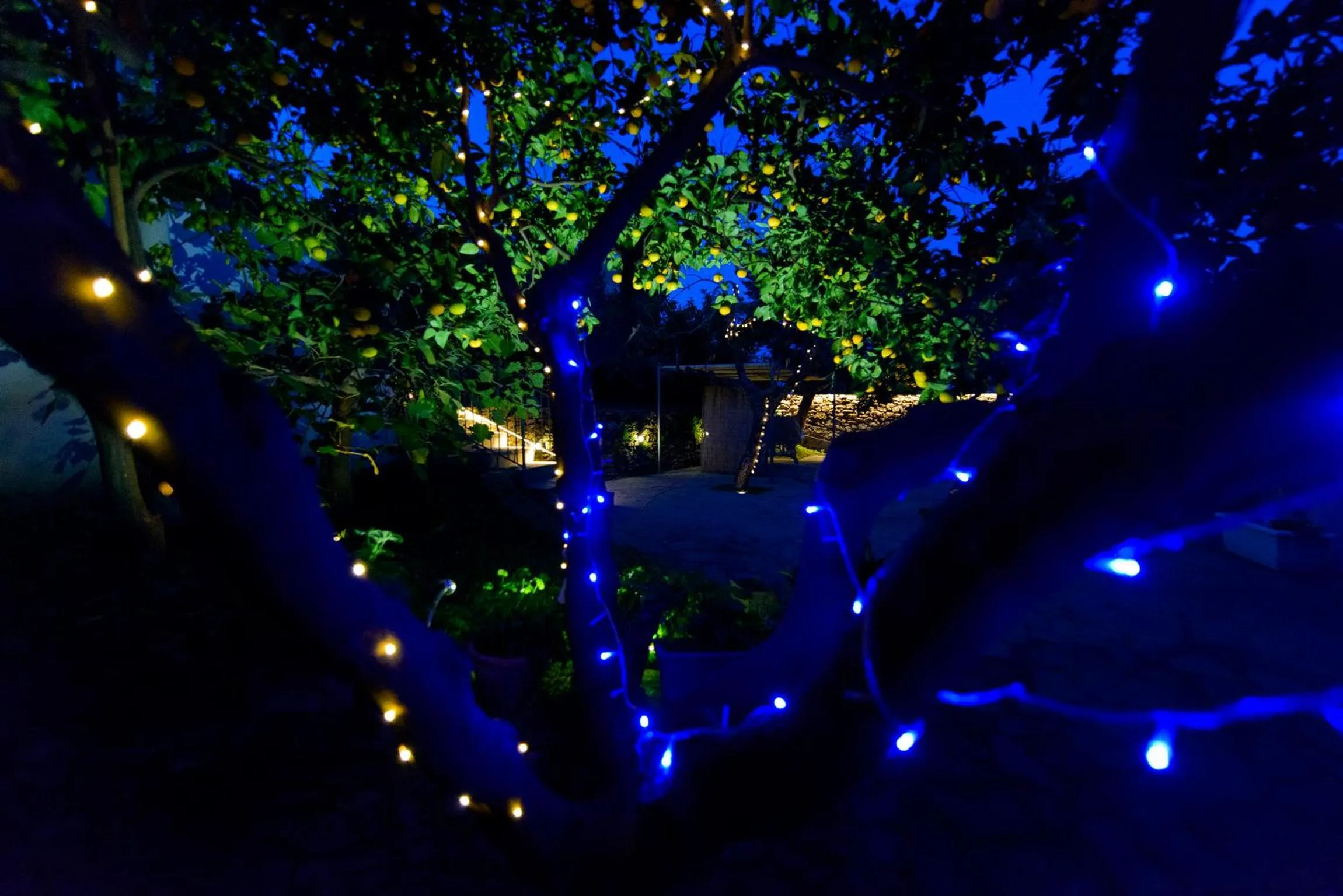 Garden in Gli Aranci