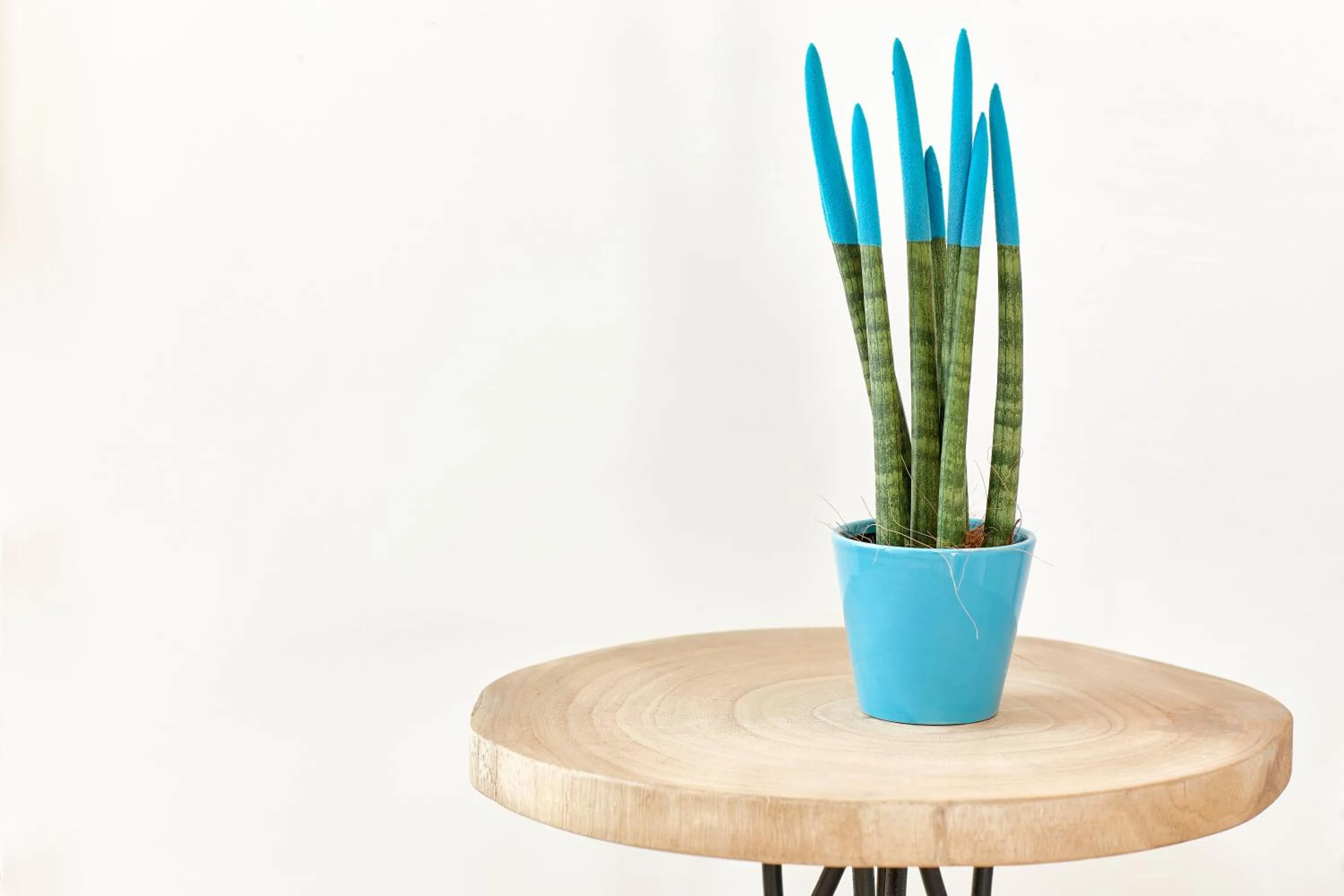 Decorative detail in Gli Aranci