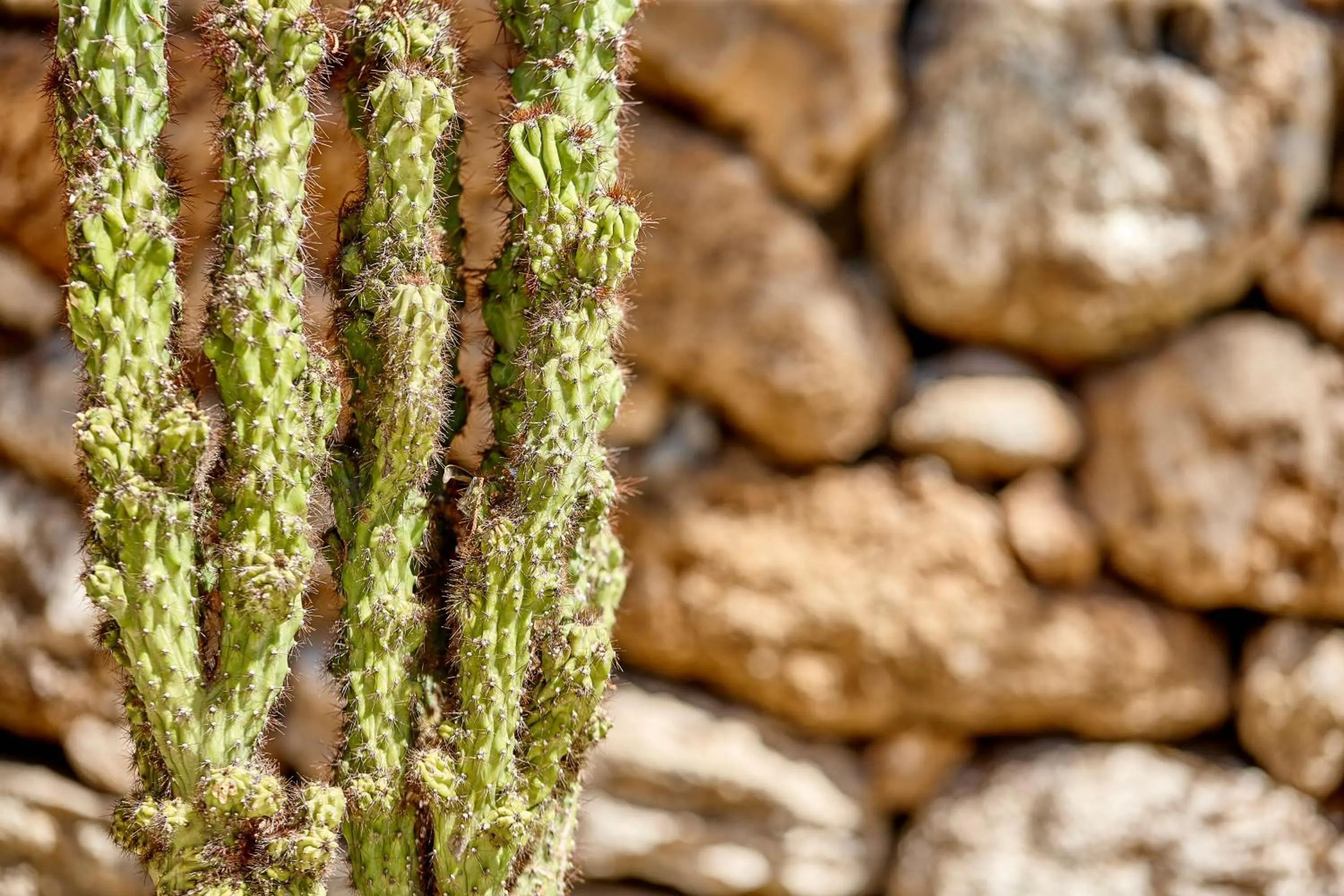 Property building in Gli Aranci