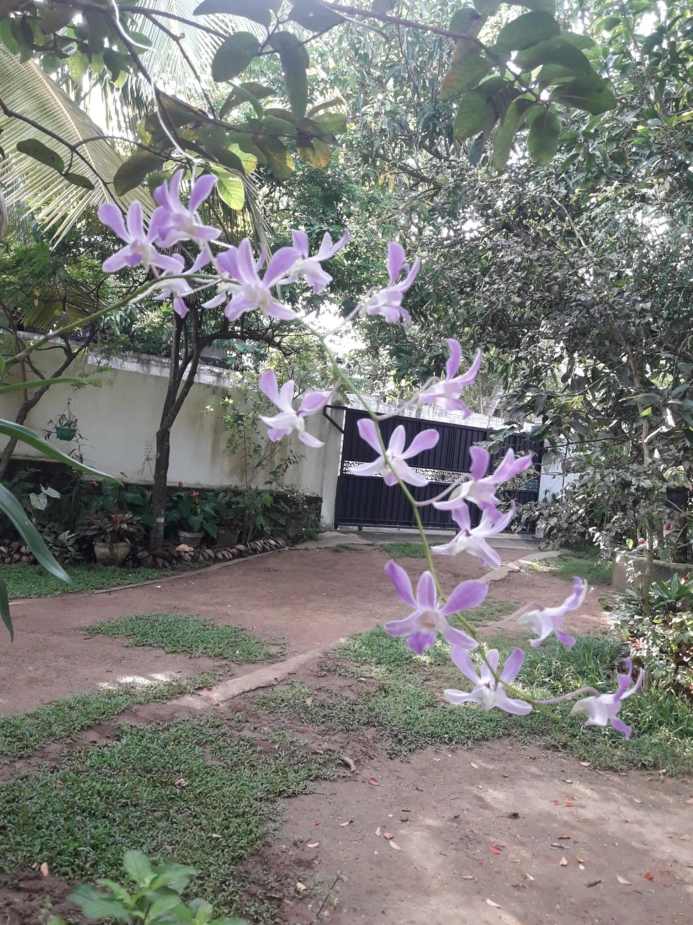 Garden in B & B CHARM