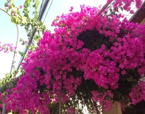 Decorative detail in Sol Port Soller