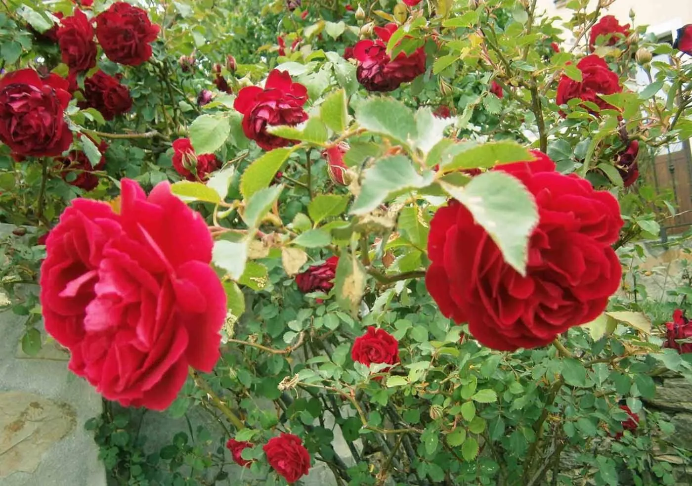 Garden in B&B S'ARROSA ANTIGA