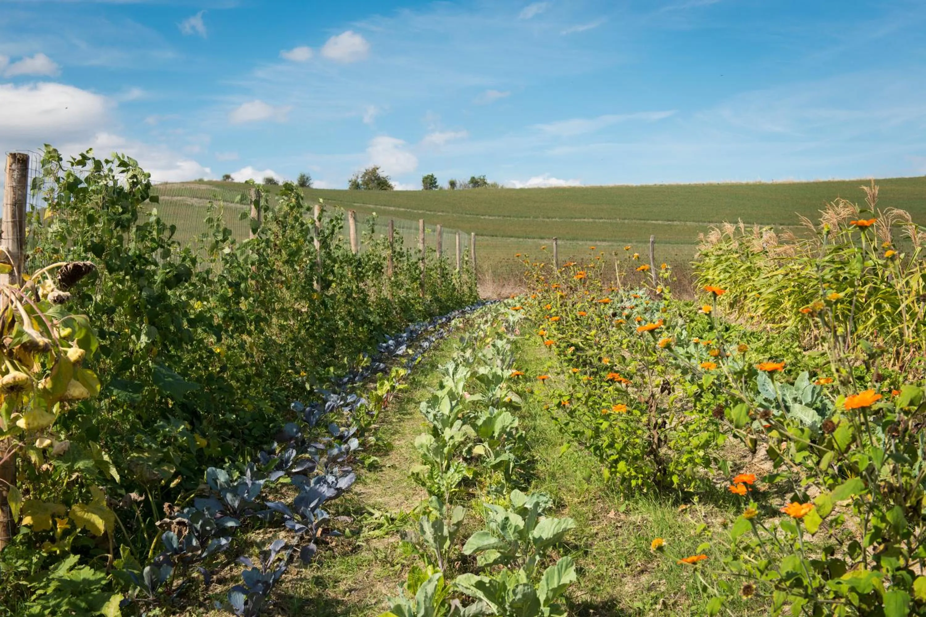 Garden in Borgo Pignano Volterra Tuscany