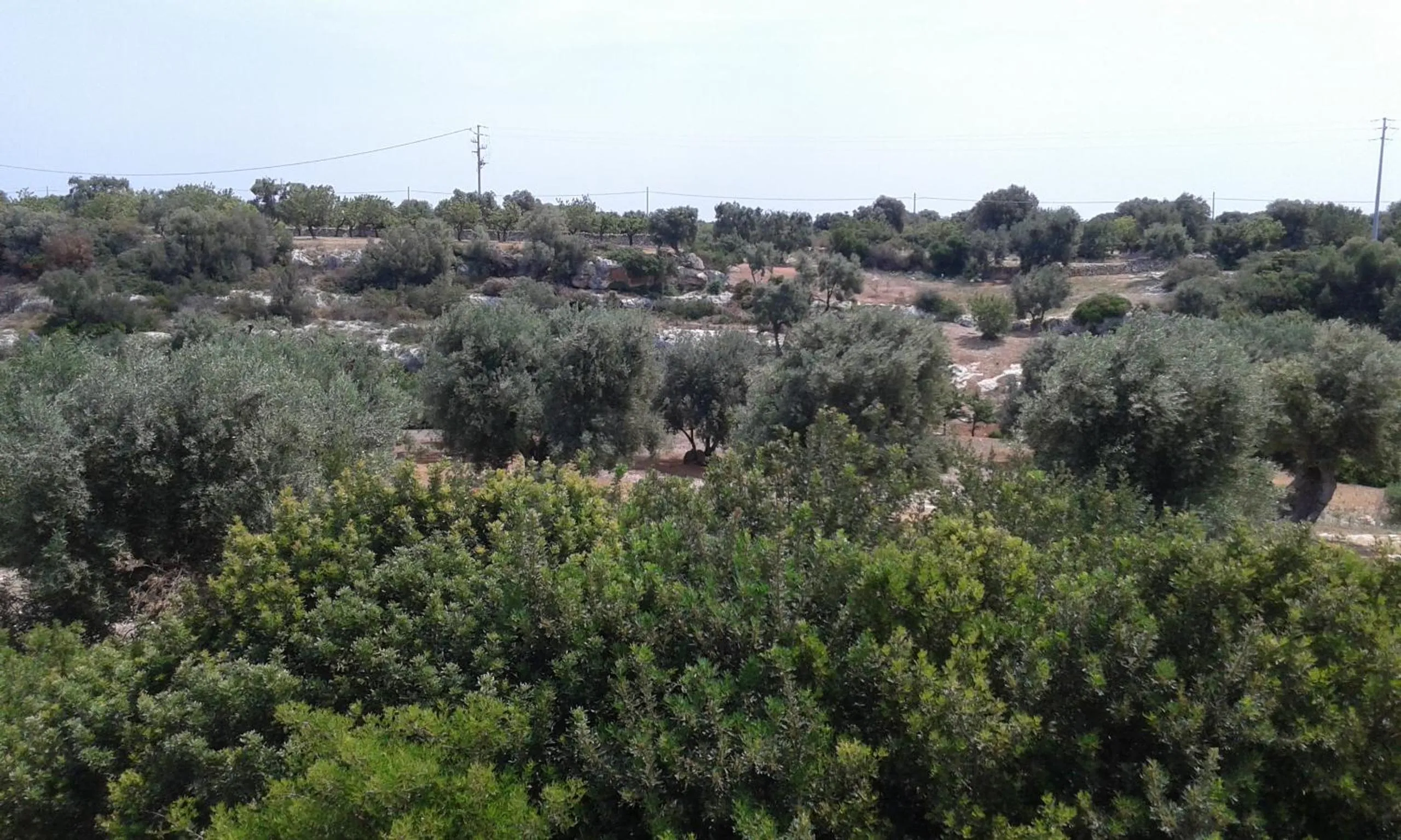 Garden view in Lama Cupa