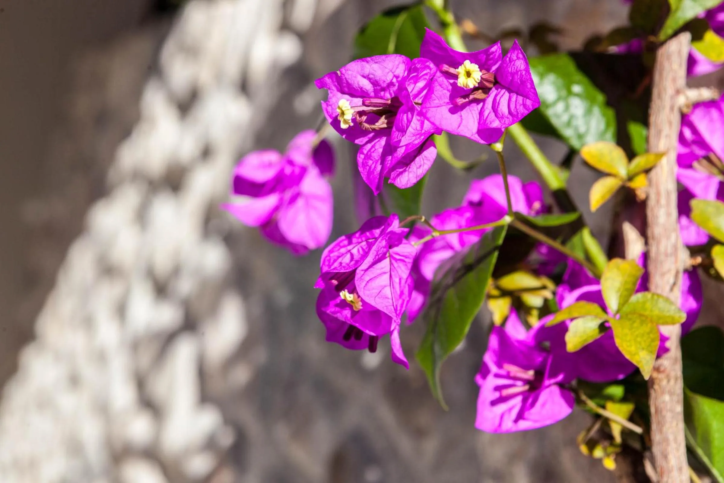Decorative detail in Quercia Belvedere Relais