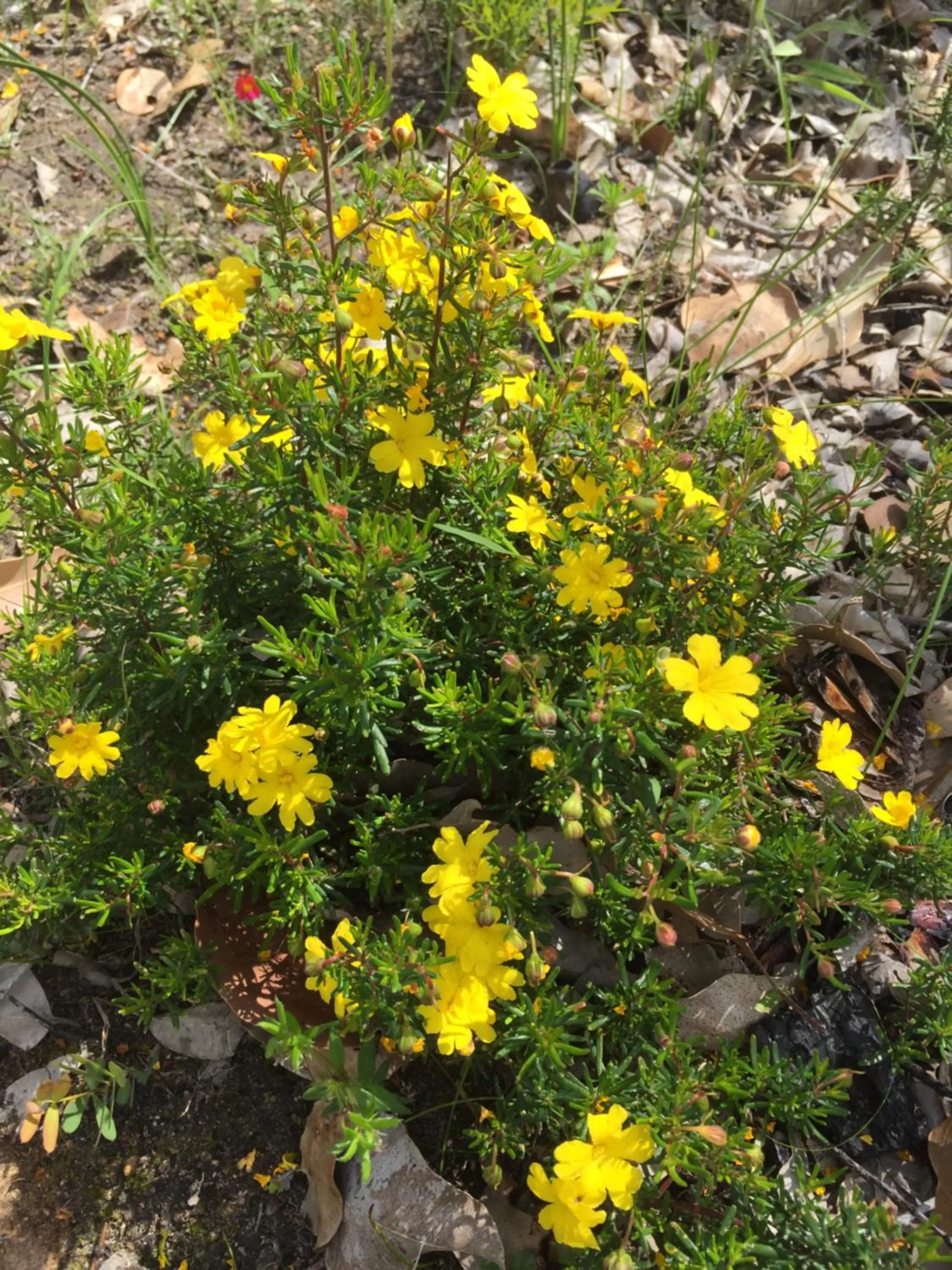 Garden in Eagle Bay House