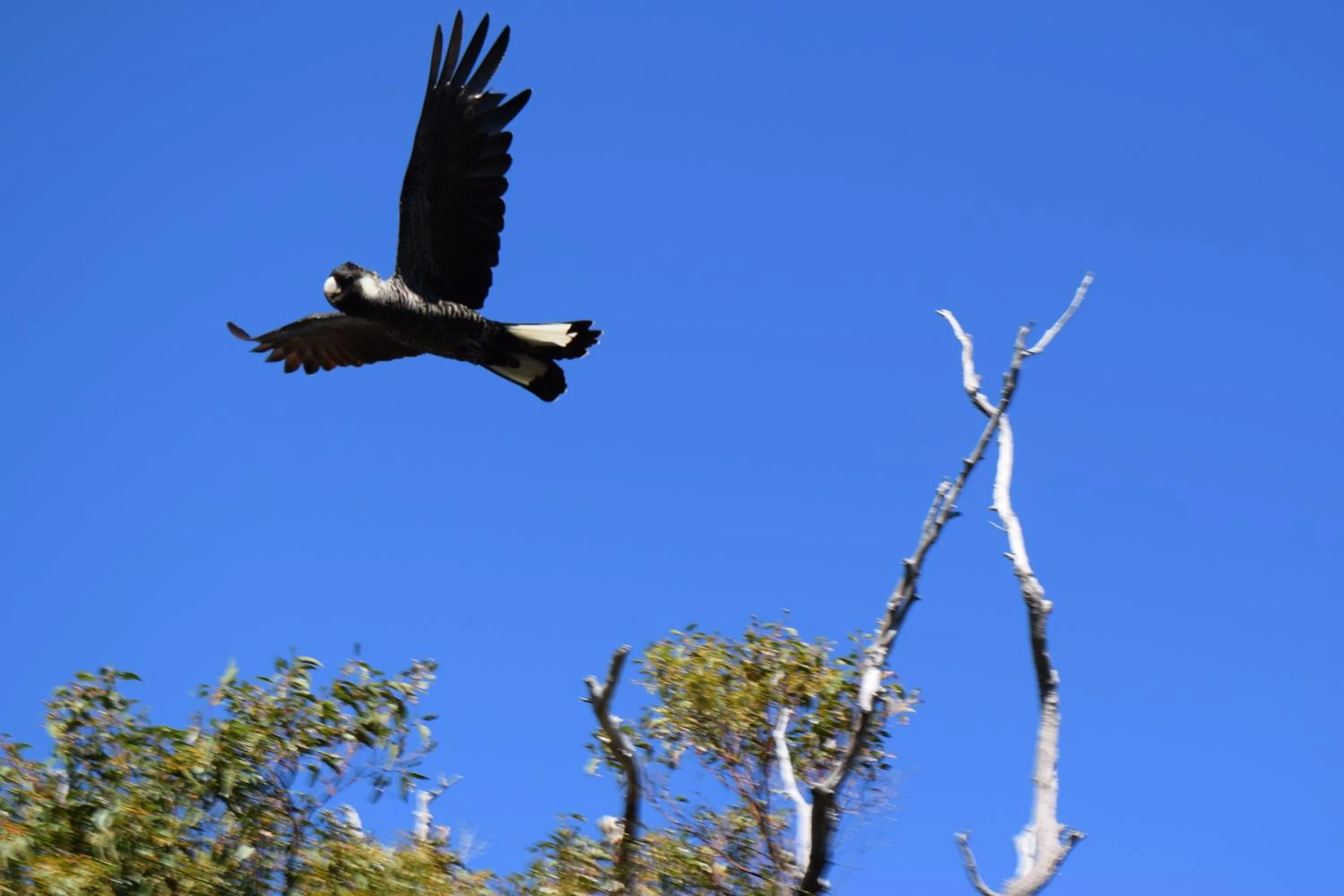 Animals in Eagle Bay House