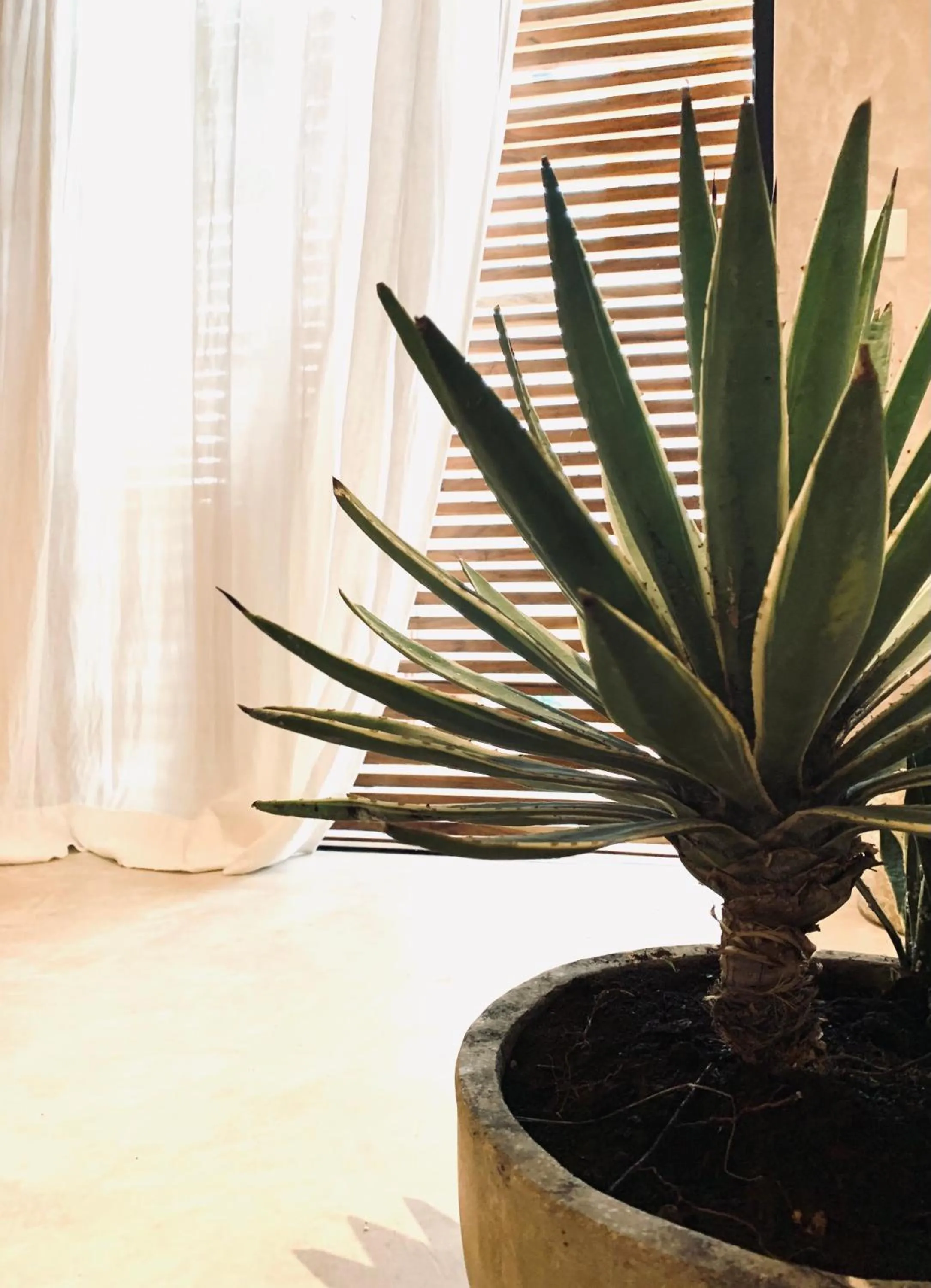 Decorative detail in Apartments & Suites MADRE Holbox Self-Check IN