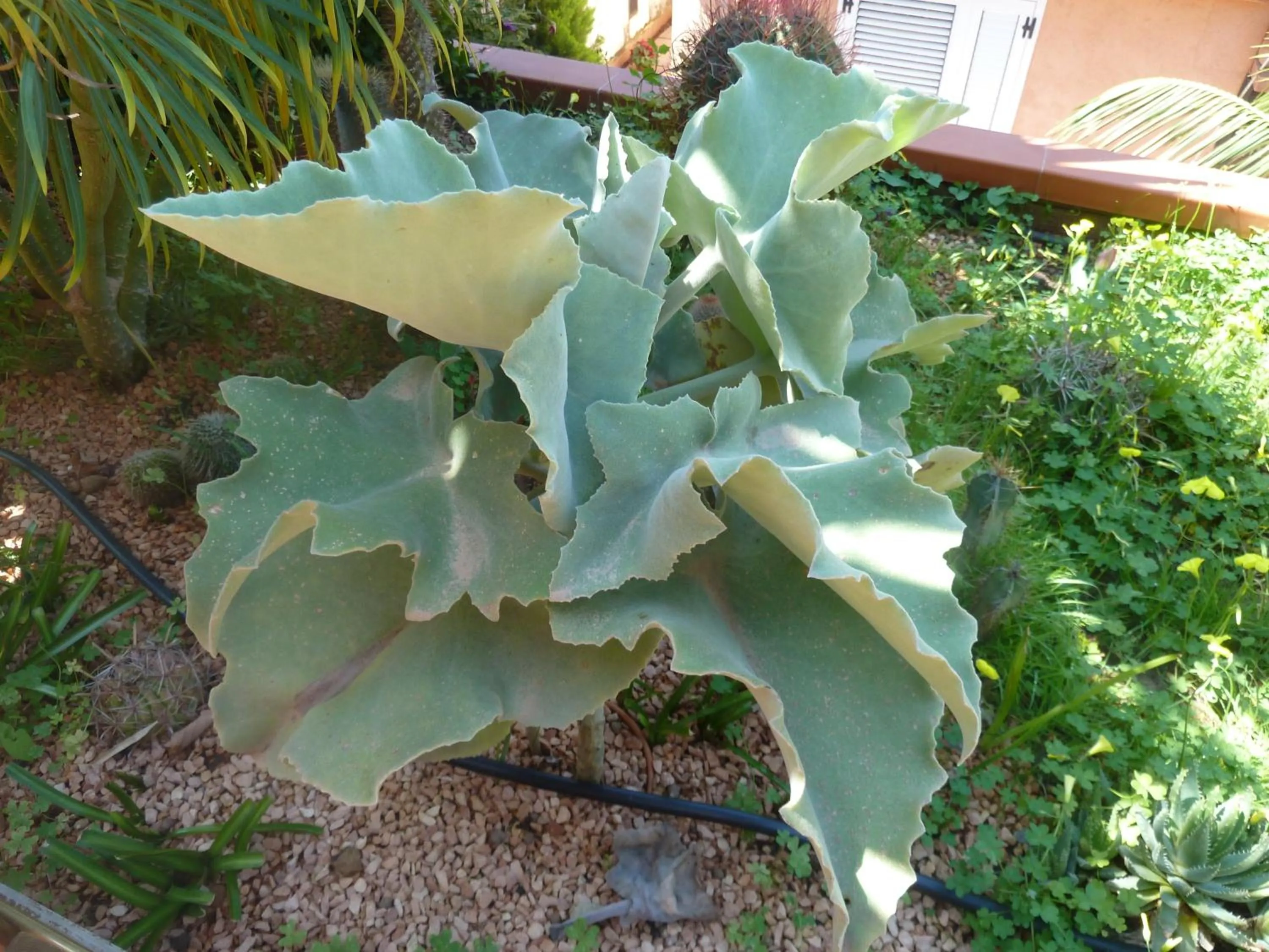 Garden in B&B Villa Di Giorgi