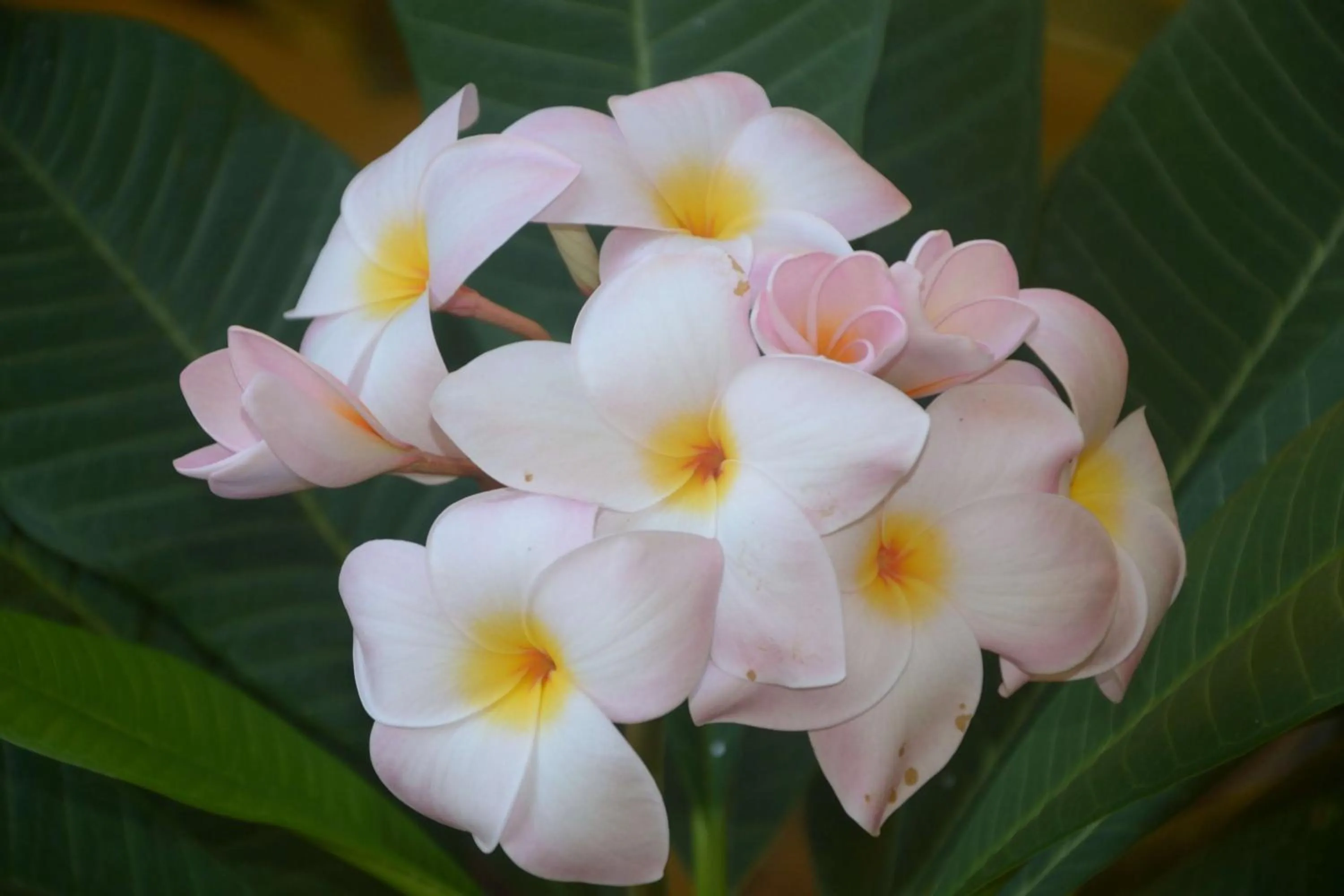 Decorative detail in Villa Felice