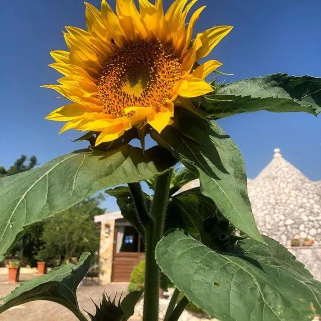 Property building in B&B Mandorla Amara