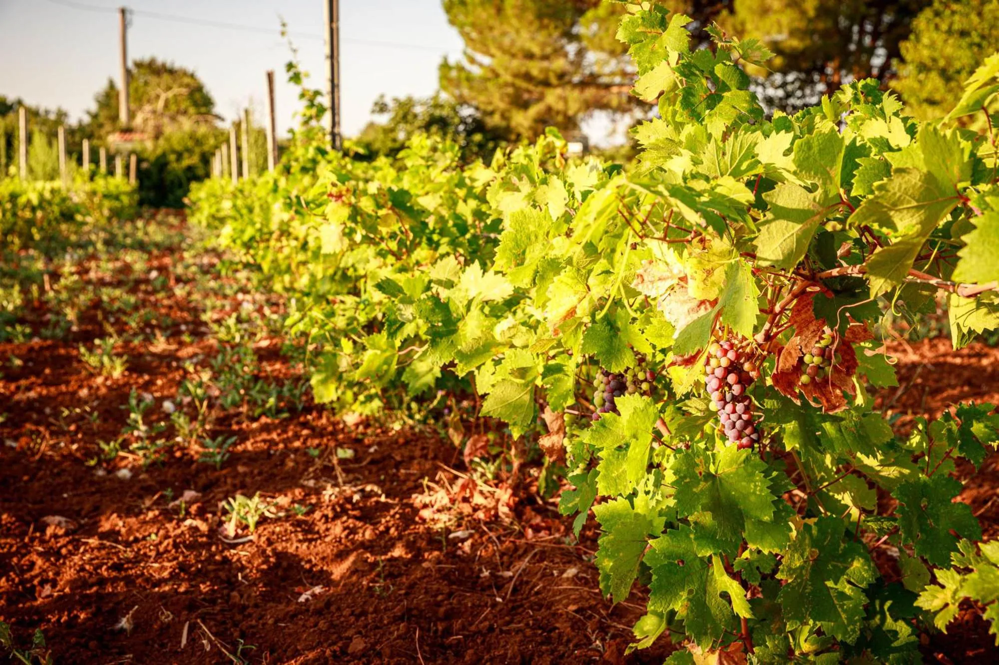 Garden in B&B Mandorla Amara