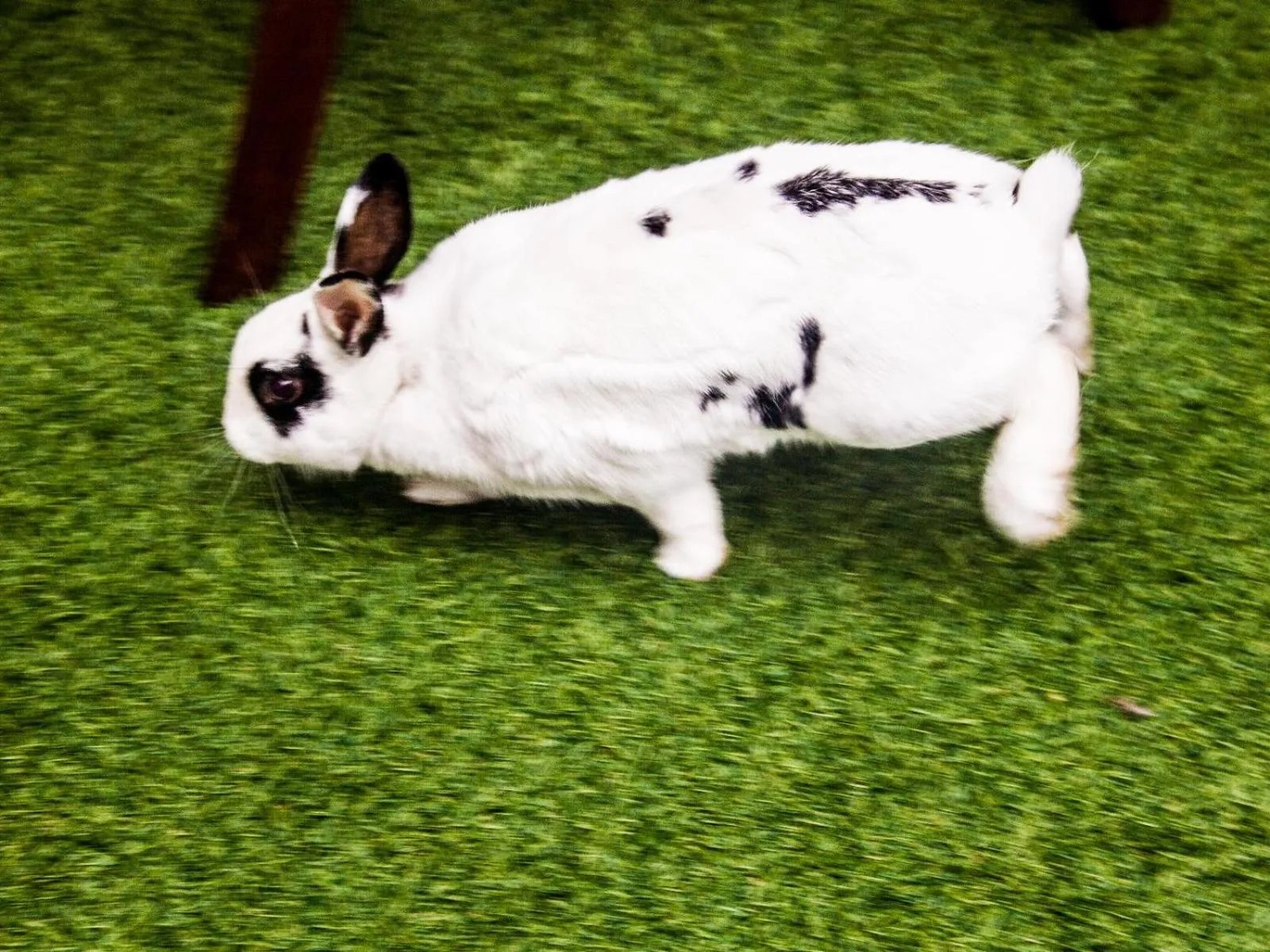Garden in The Noble Lodge