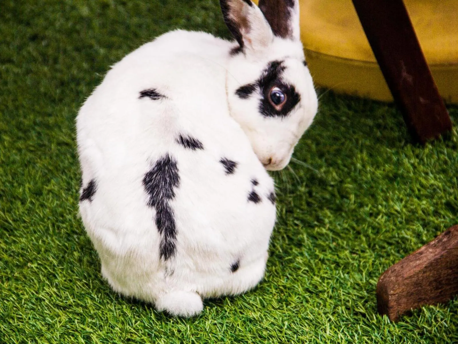 Garden in The Noble Lodge