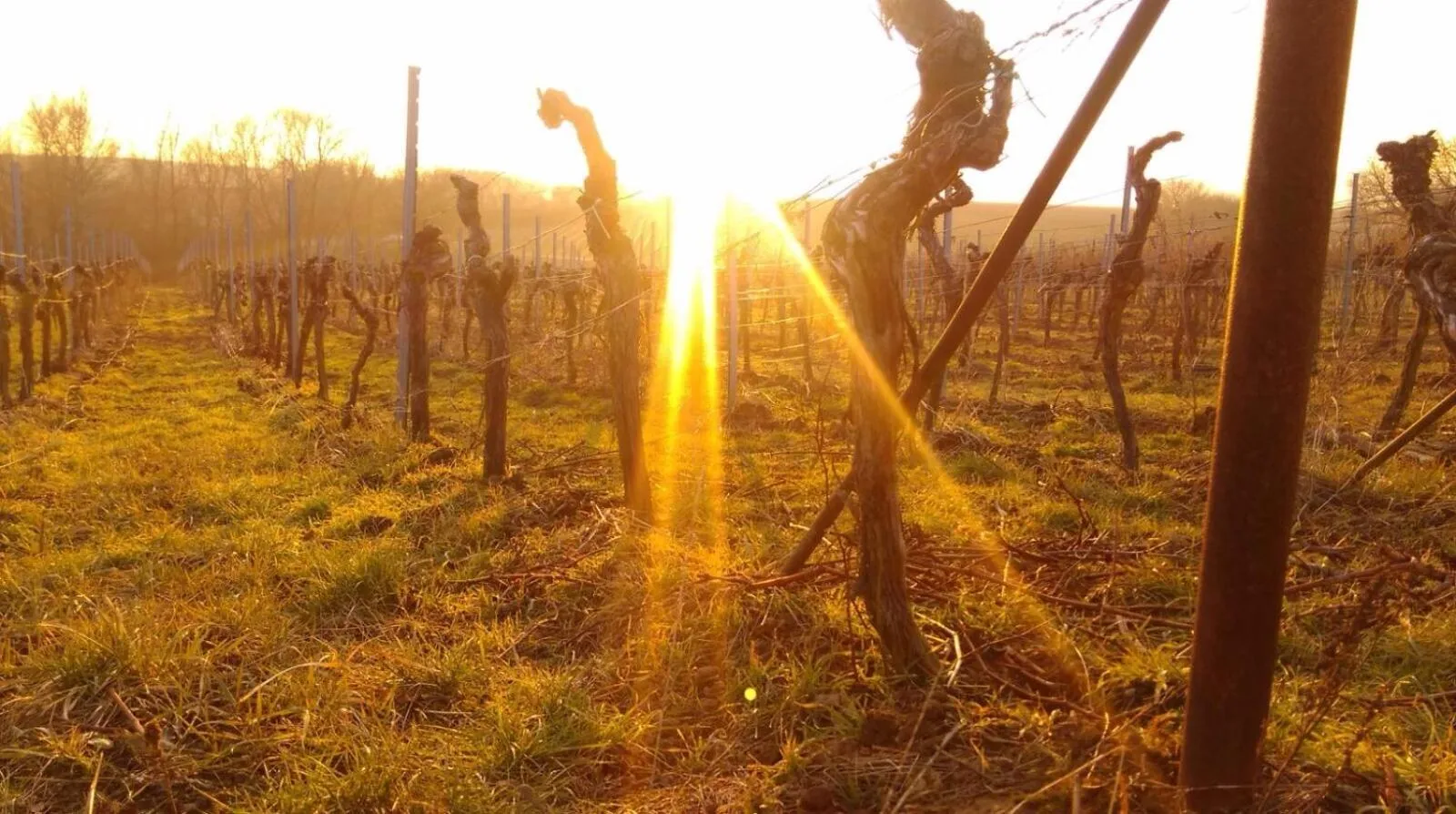 Other in Lauras Weinherberge