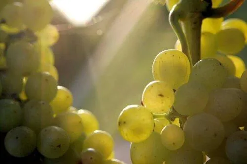 Other in Lauras Weinherberge