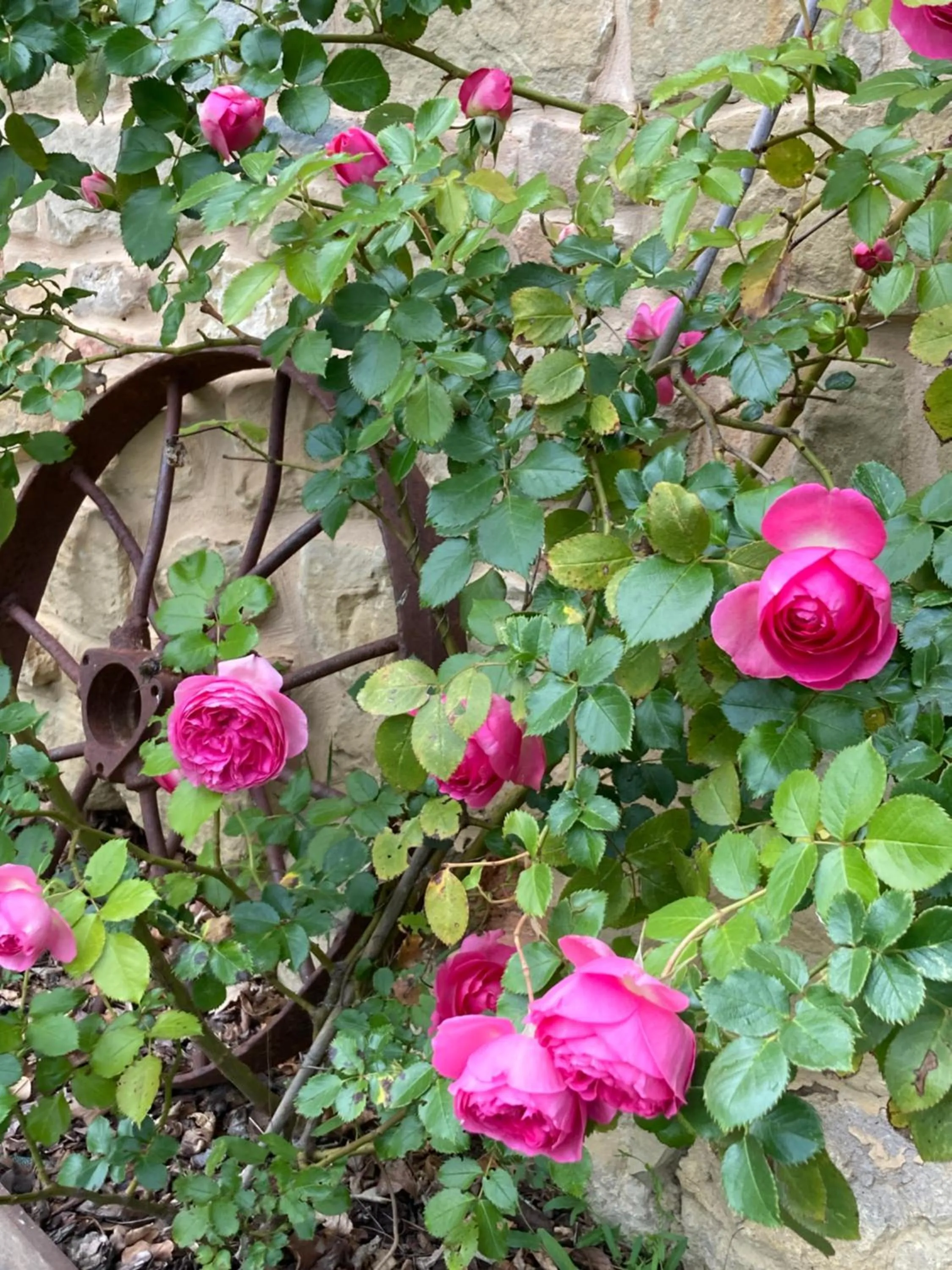 Garden in Il Nascondiglio - The Hideaway