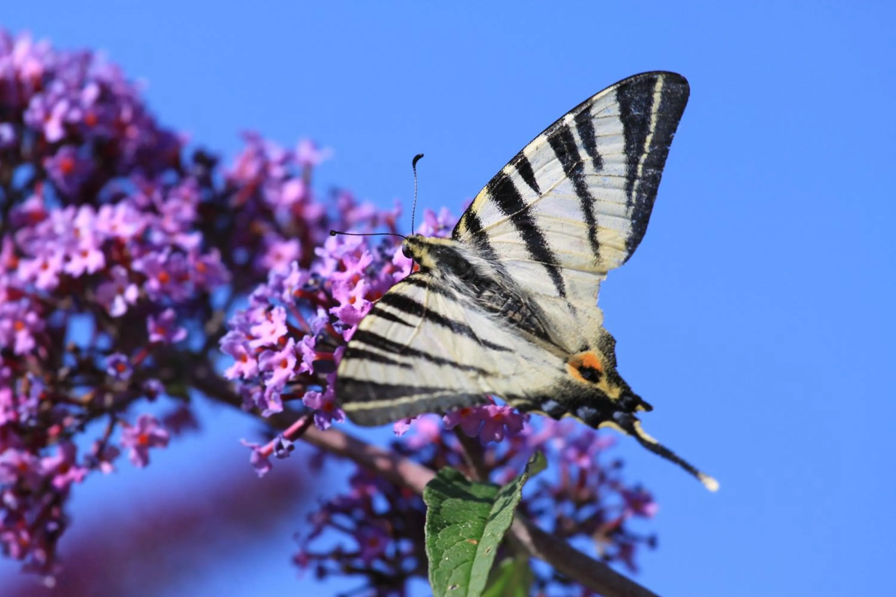 Garden in Il Nascondiglio - The Hideaway