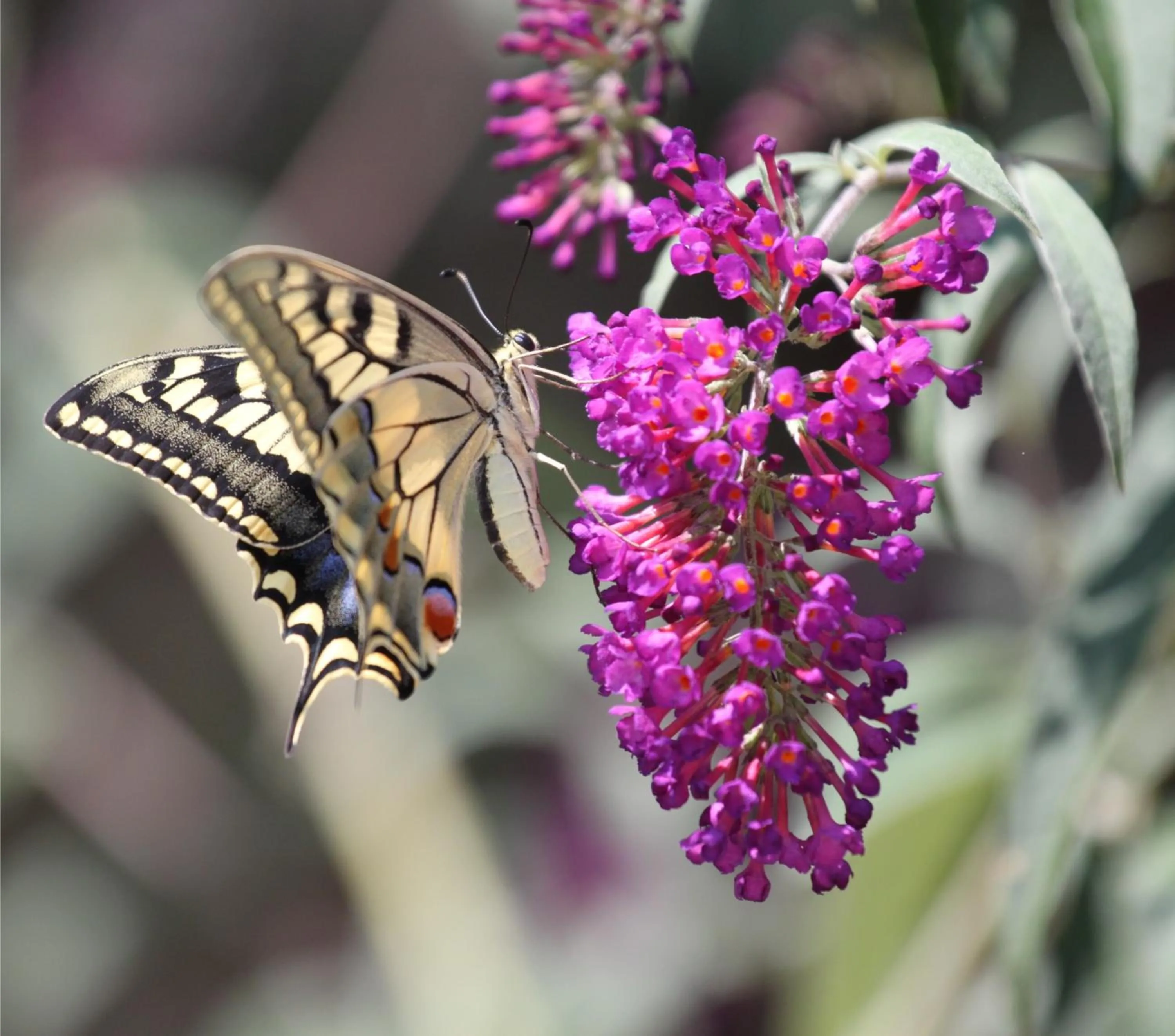 Garden in Il Nascondiglio - The Hideaway