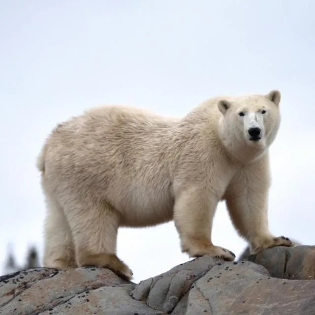 Bears Den Guest House