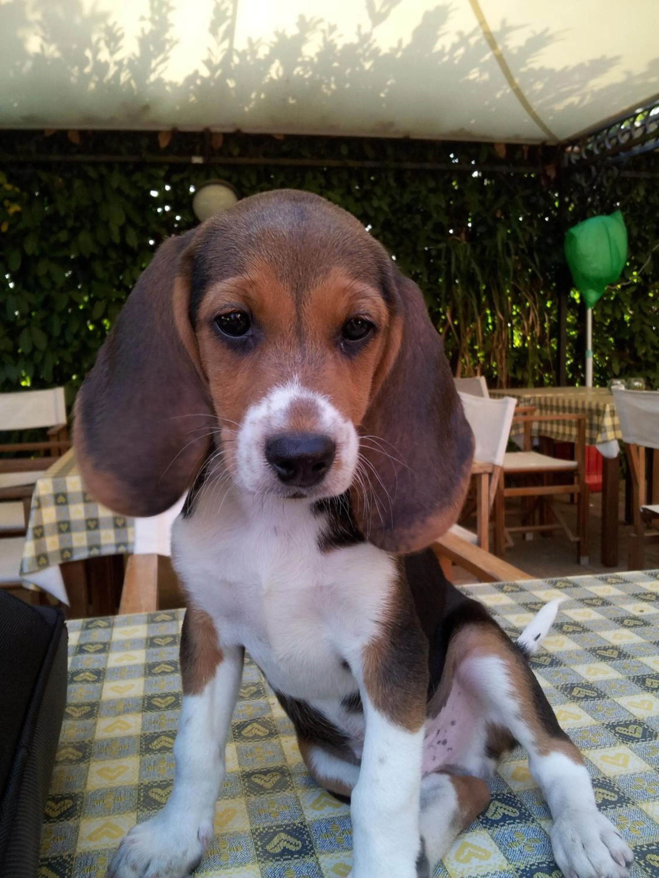 Animals in Agriturismo Le Clementine