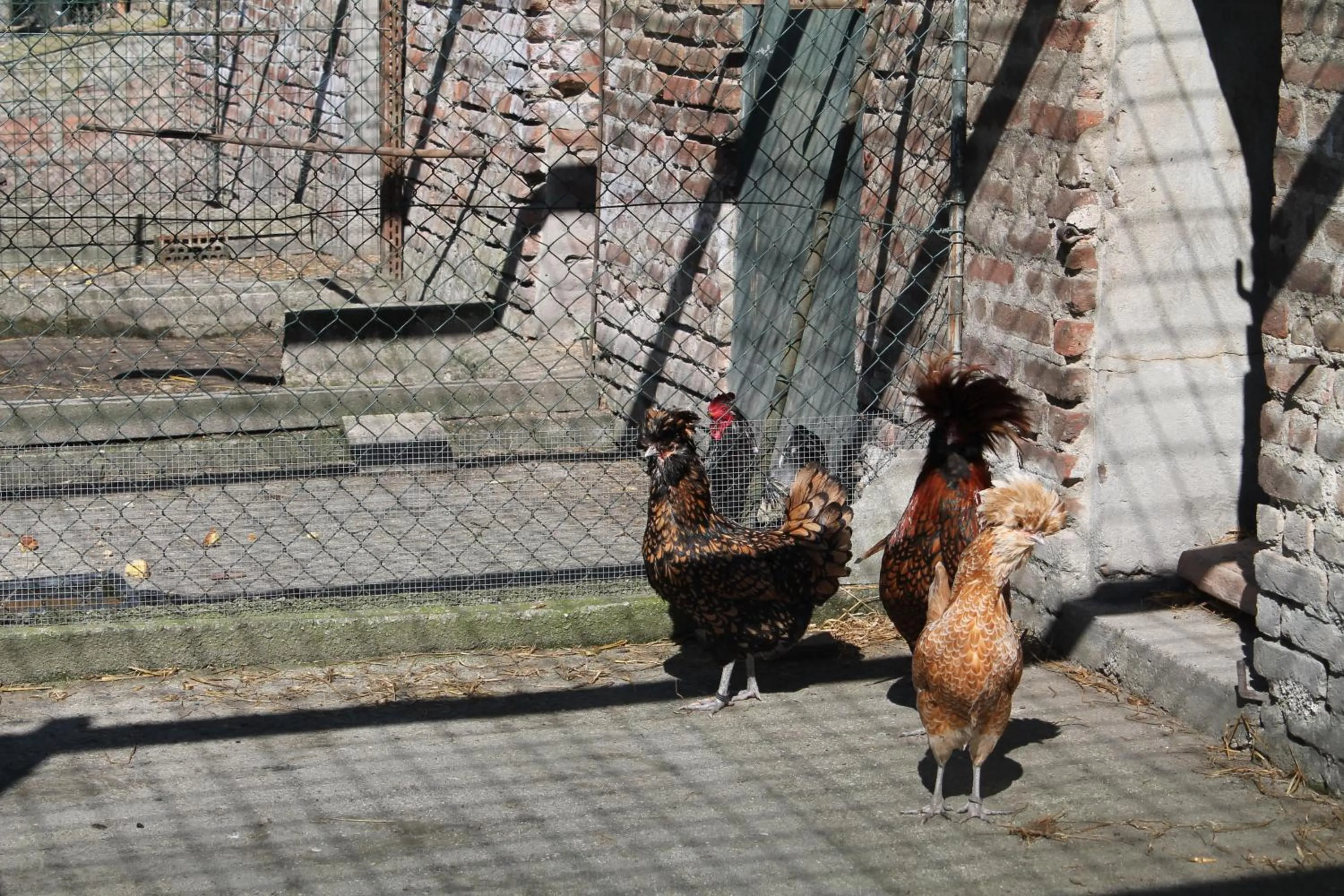 Animals in Agriturismo Le Clementine