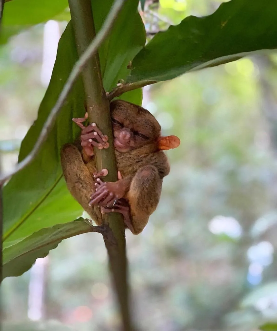 Off site in Loboc Cool River Resort