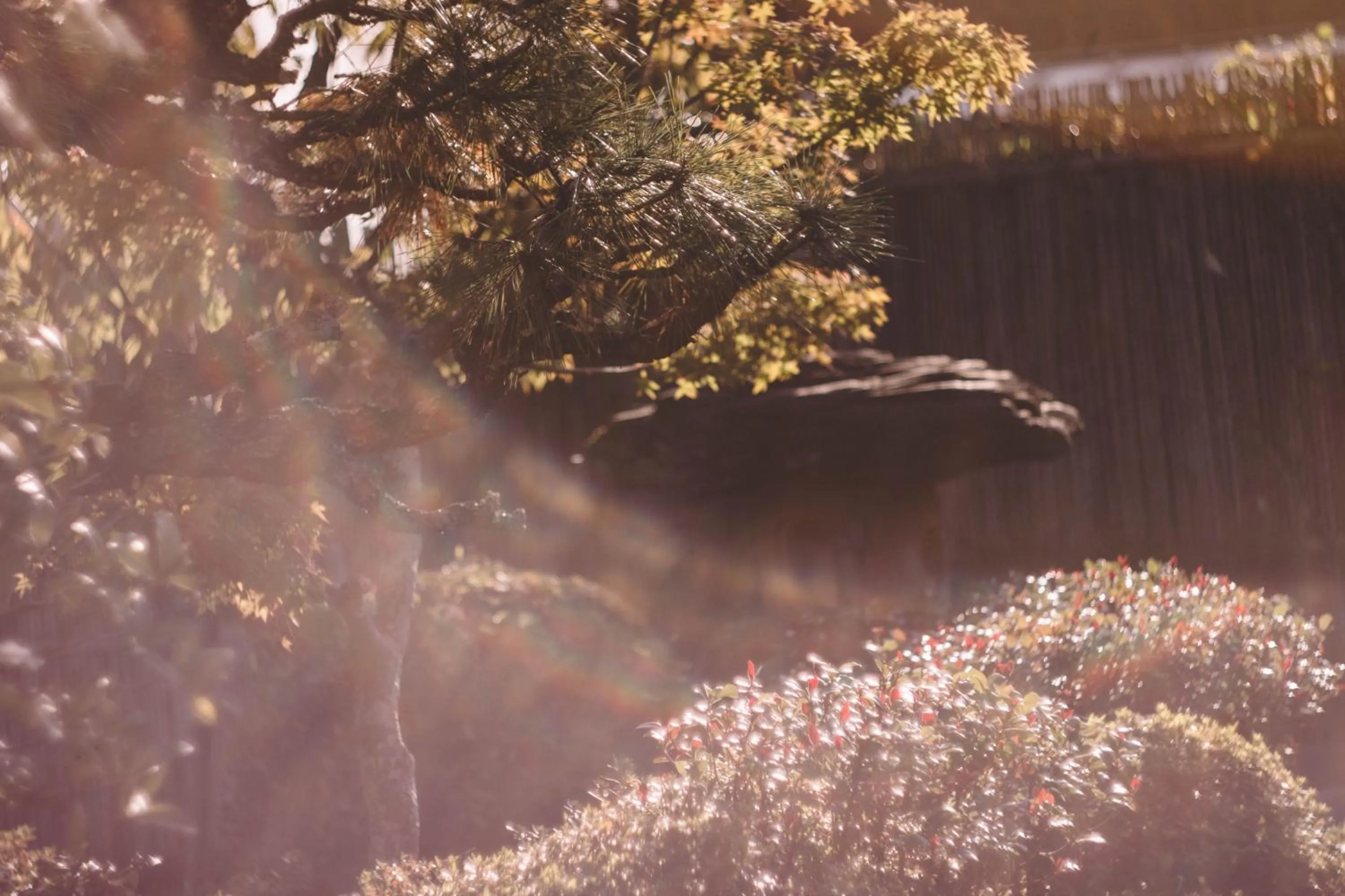 Garden in Waseido Zen