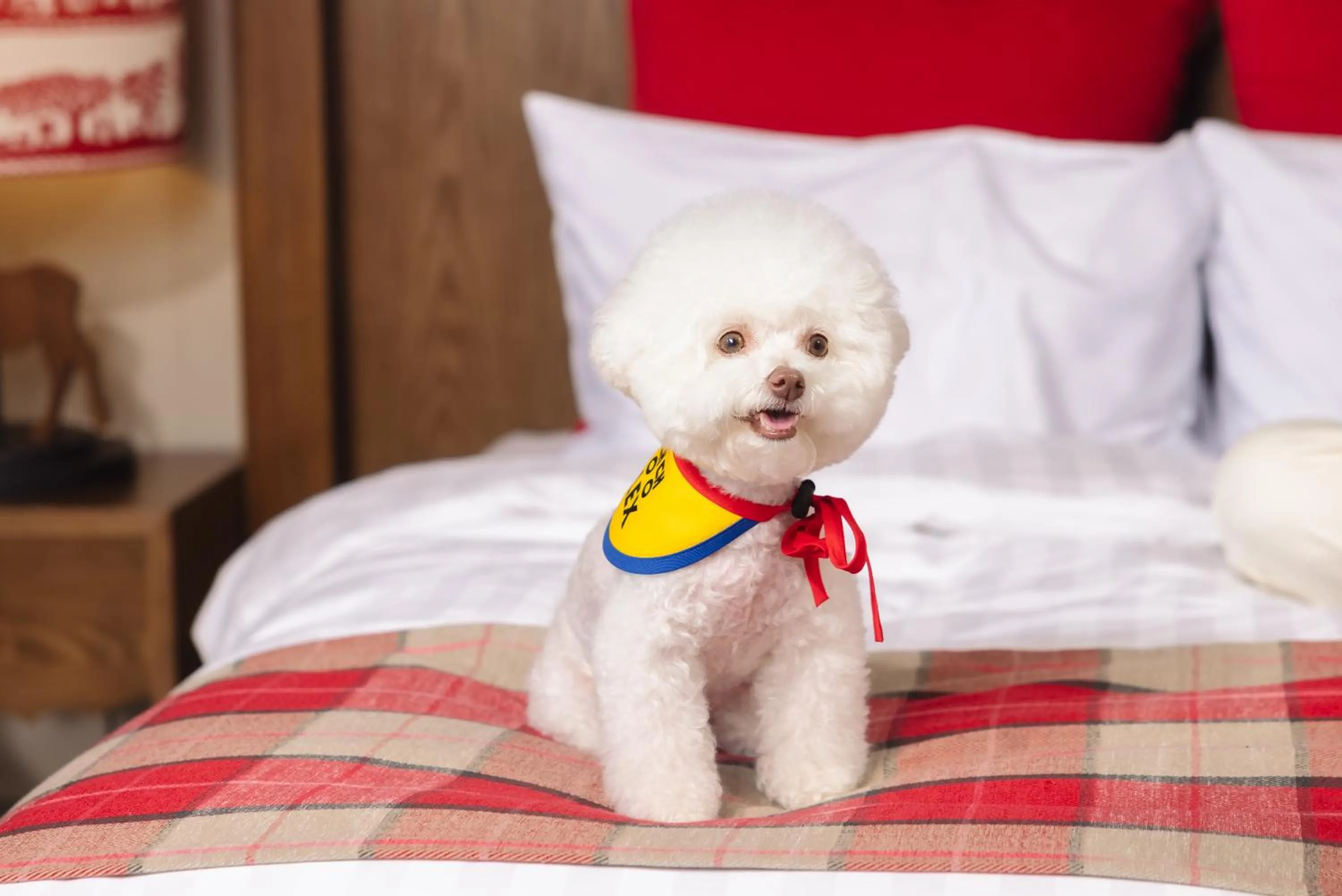 Pets, Bed in Kensington Resort Seorak Valley