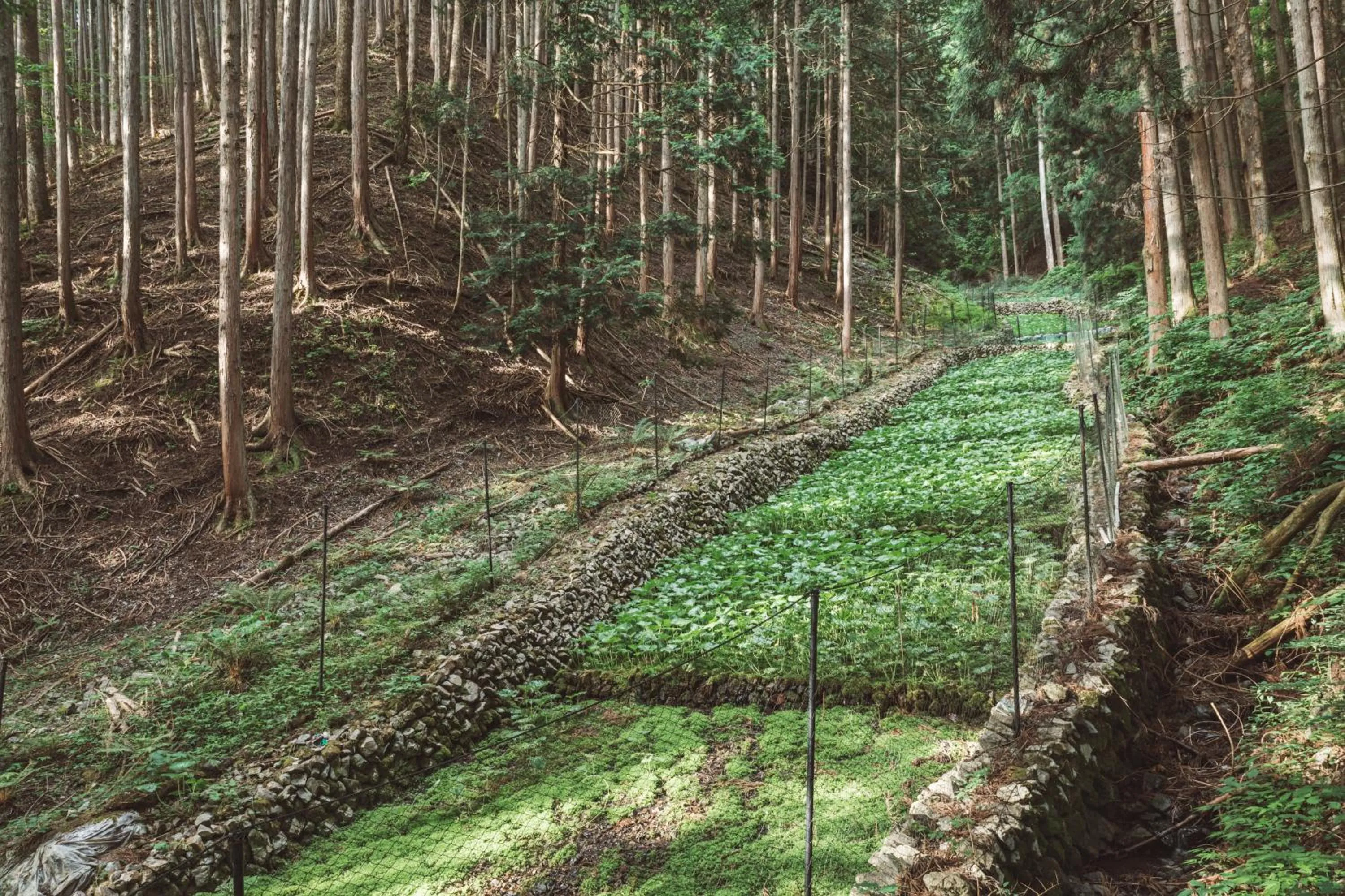 Off site in NIPPONIA Kosuge Village