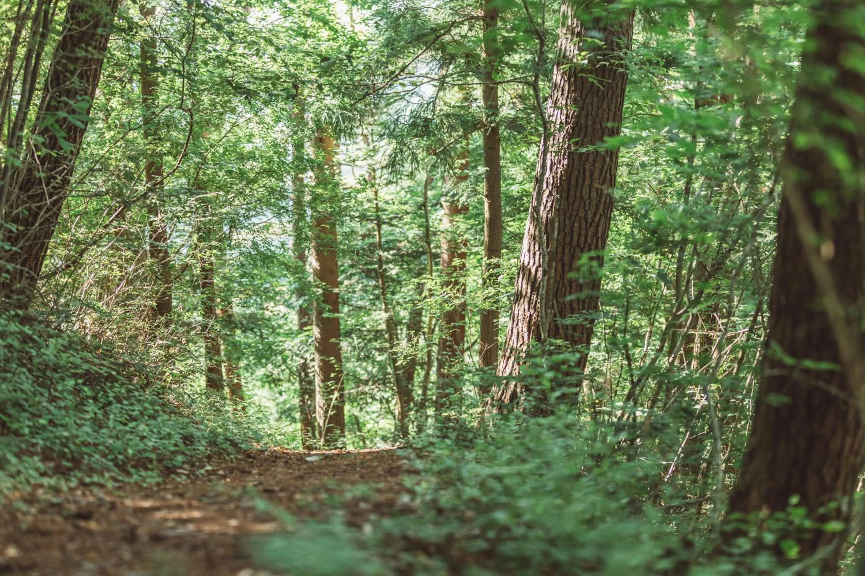 Off site in NIPPONIA Kosuge Village