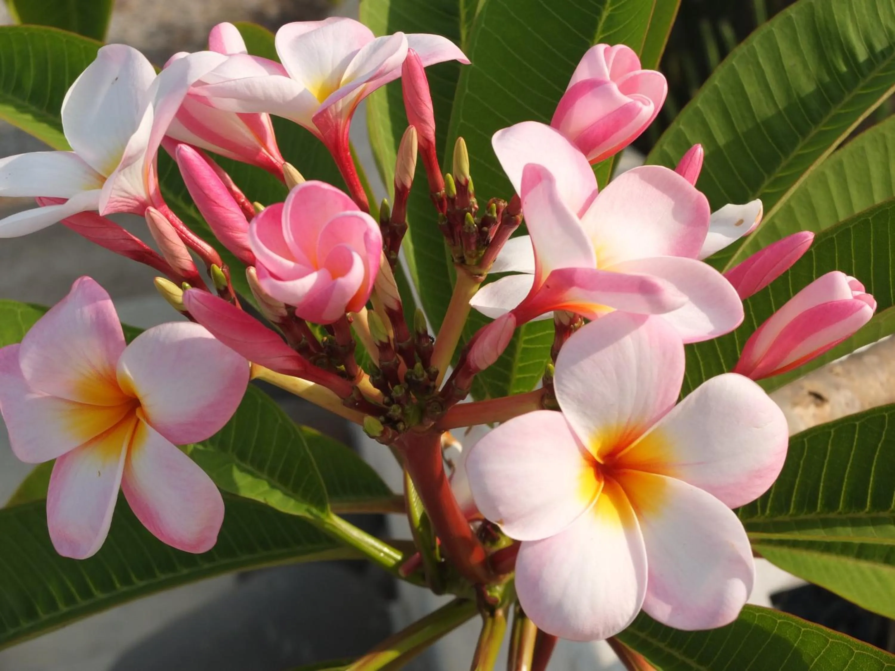 Facade/entrance in B&B Al Salvatore Di Lipari