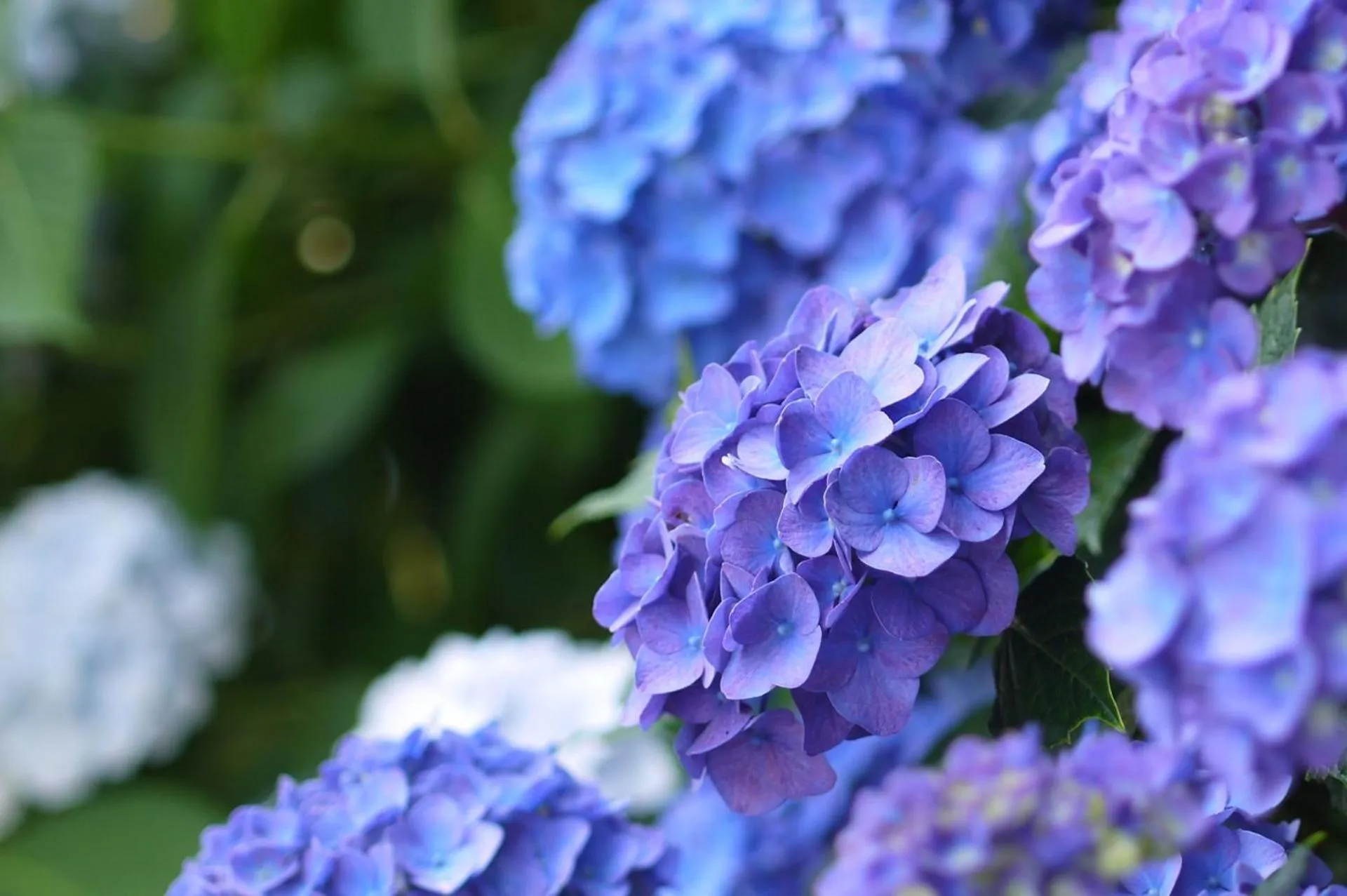 Nearby landmark in Stay SAKURA Tokyo Shinjuku Hyakukura