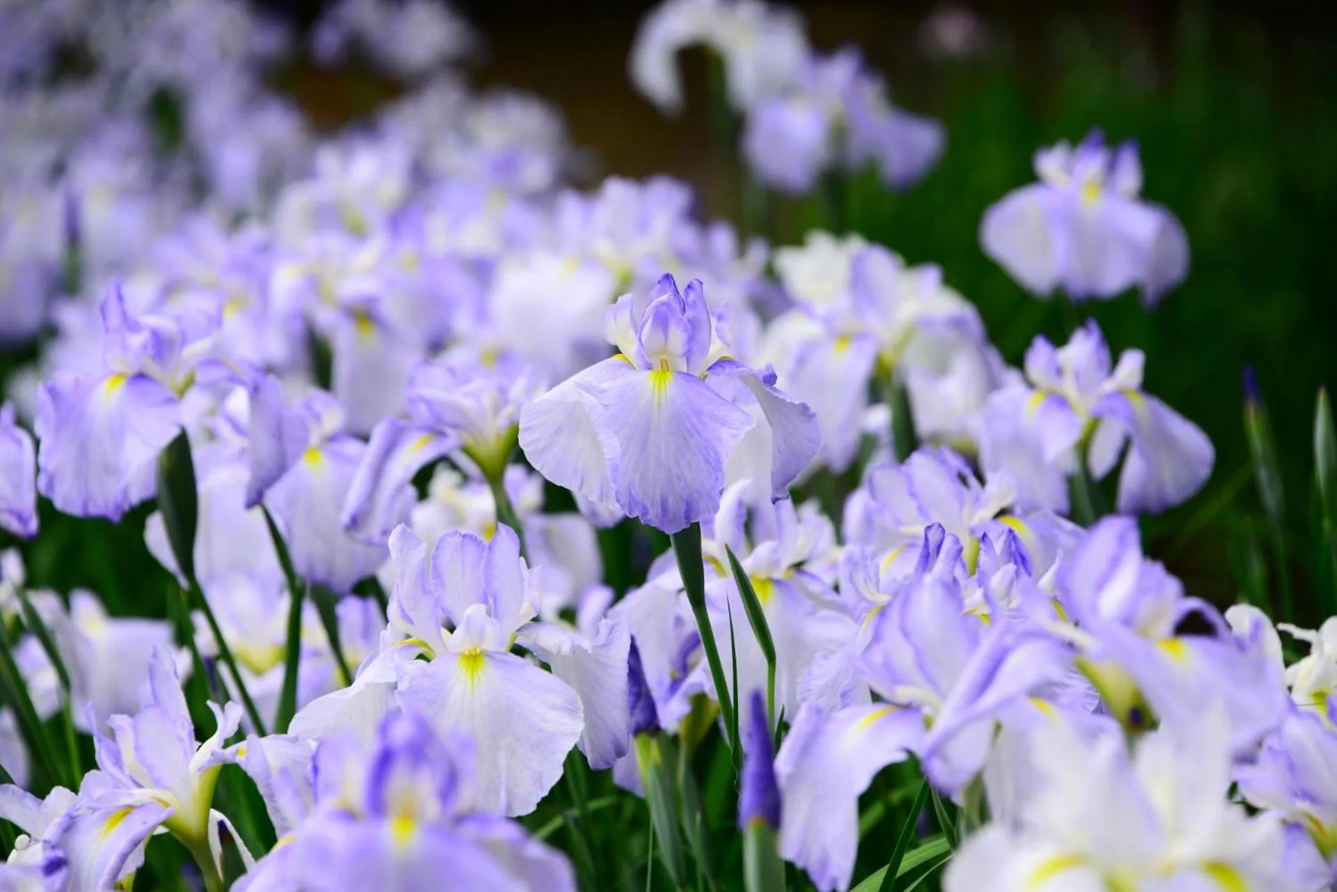 Quiet street view in Stay SAKURA Tokyo Shinjuku Hyakukura