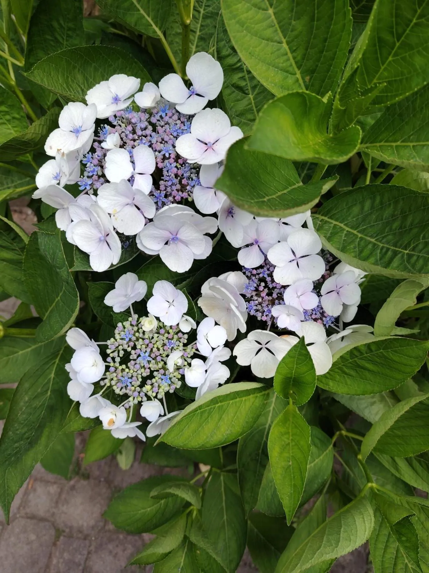 Spring in Hotel Silvia Framura - Cinque Terre
