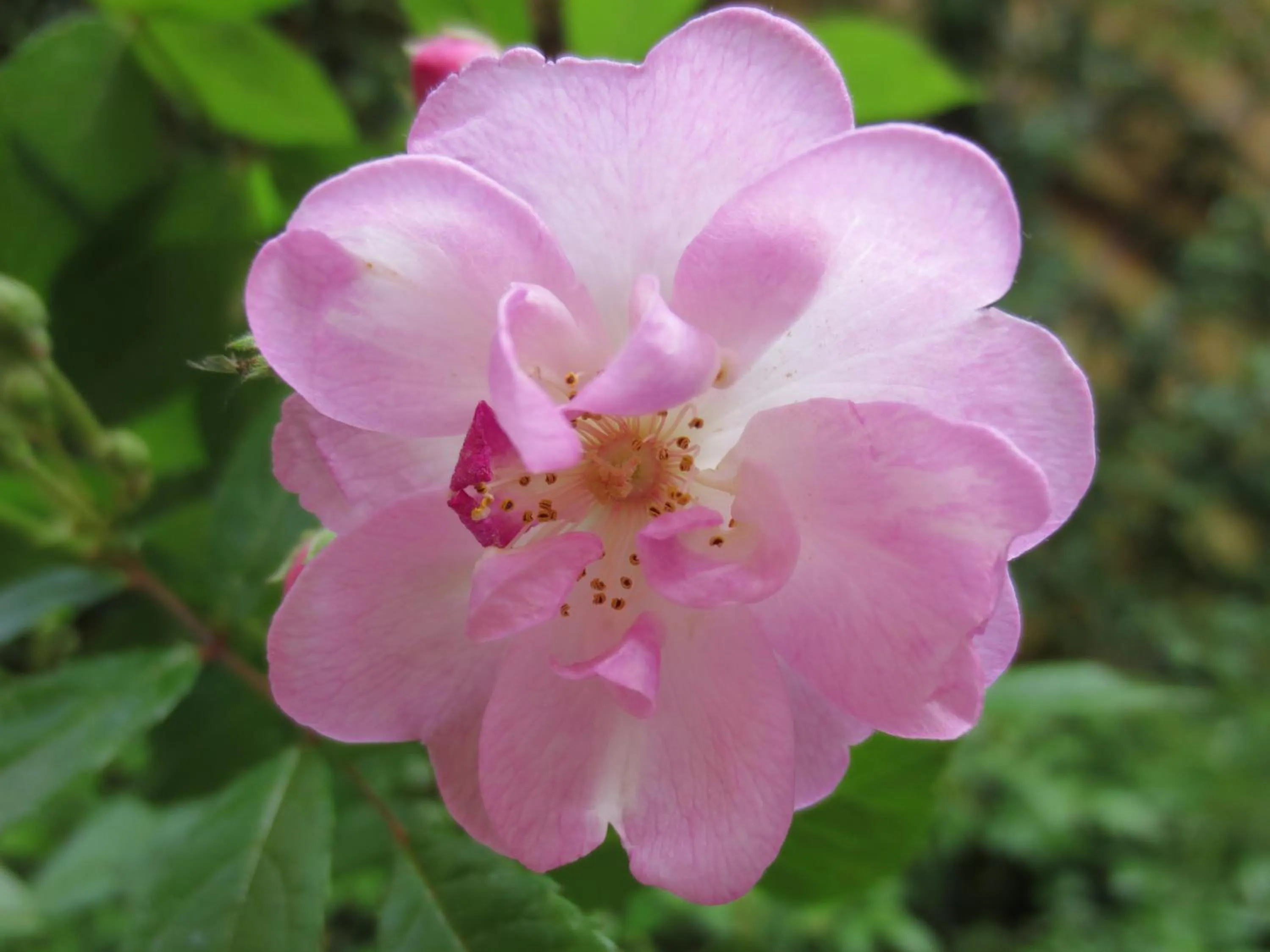 Garden view in B&B Five