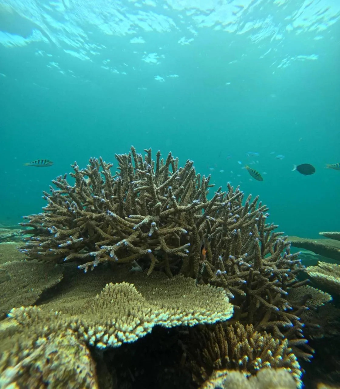 Snorkeling in Nirili Villa