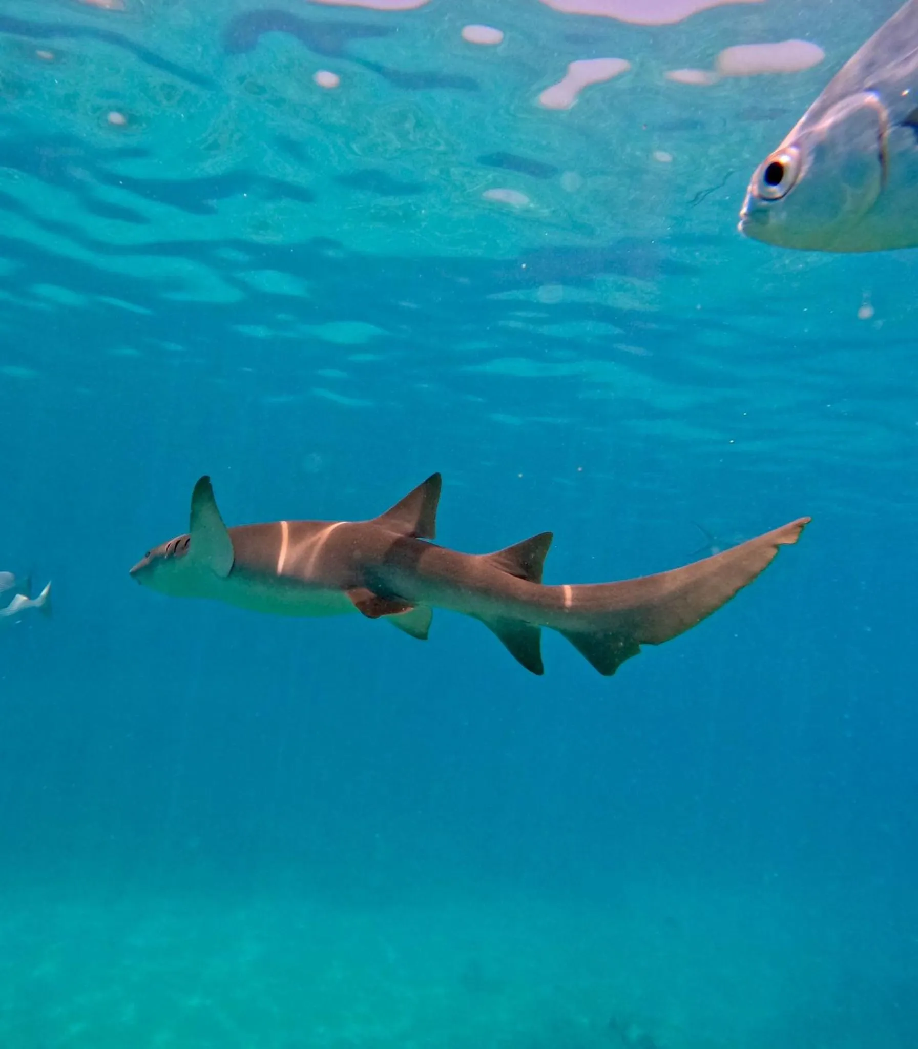 Snorkeling in Nirili Villa