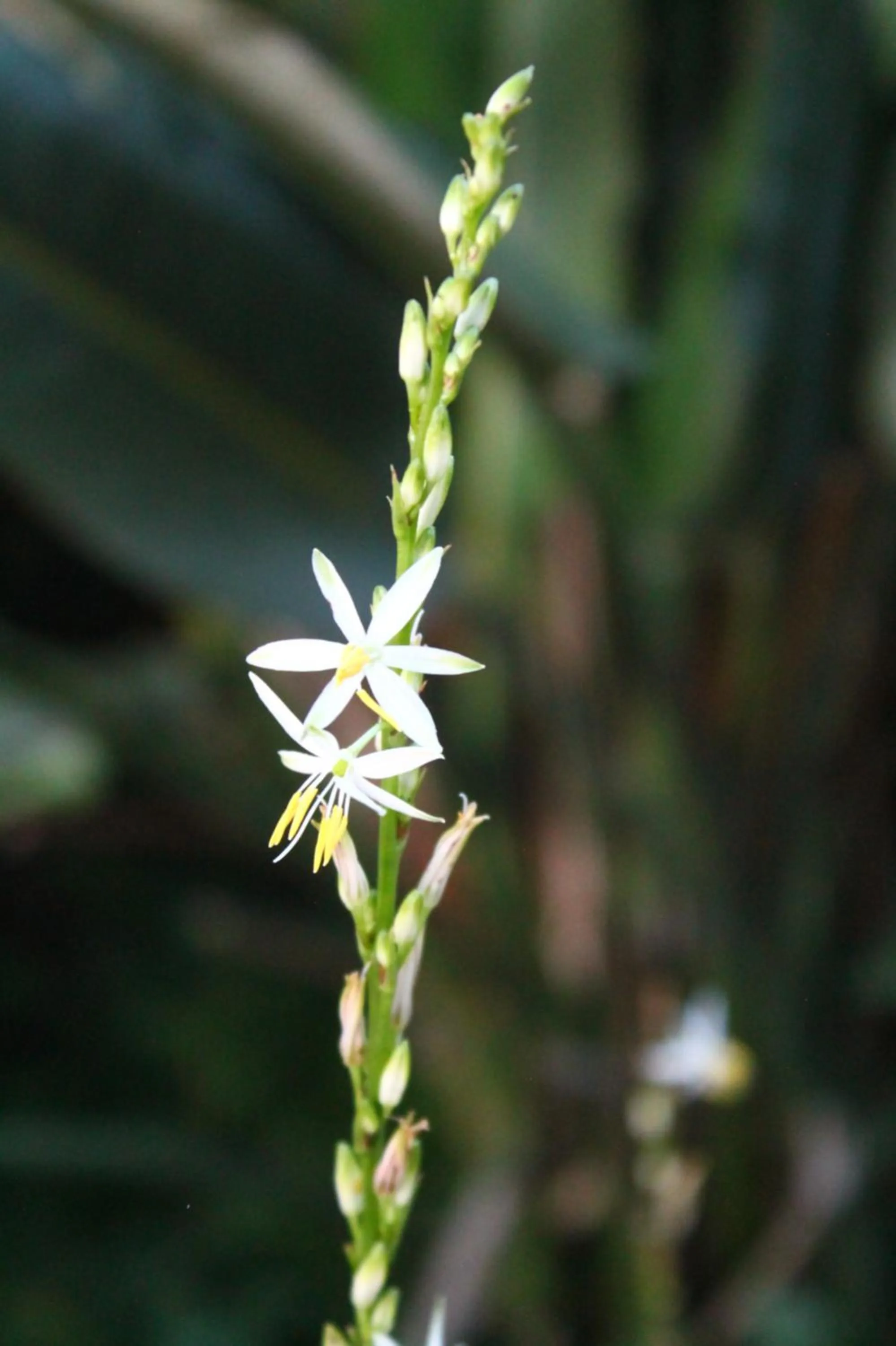 Property building in Umoya