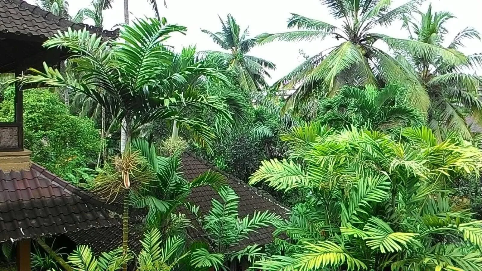 Garden in Sari Wangi Cottage