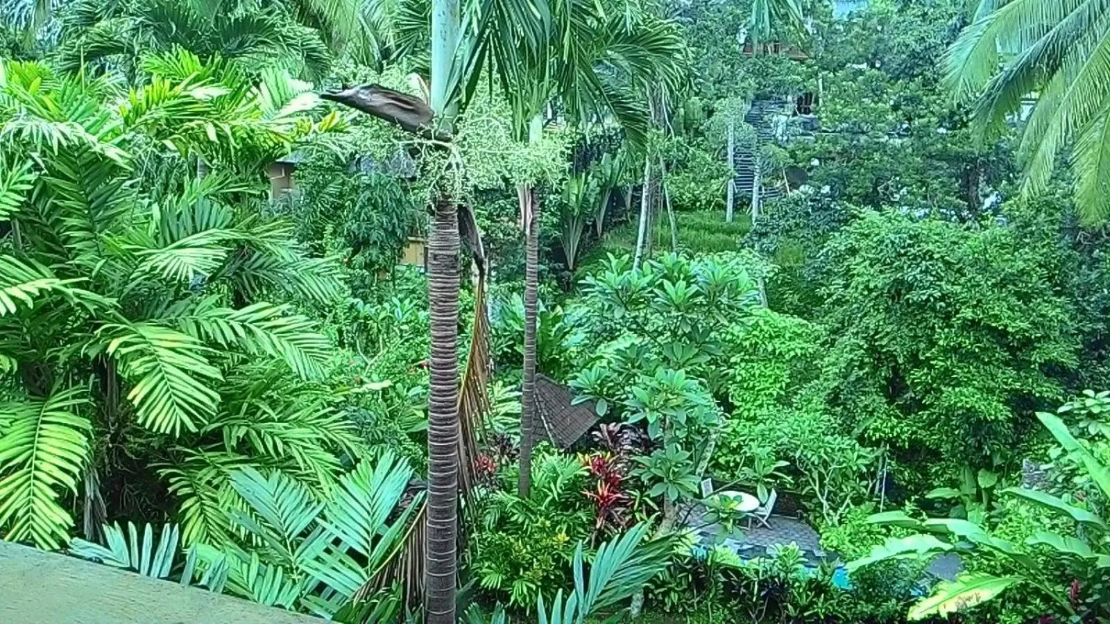 Garden in Sari Wangi Cottage